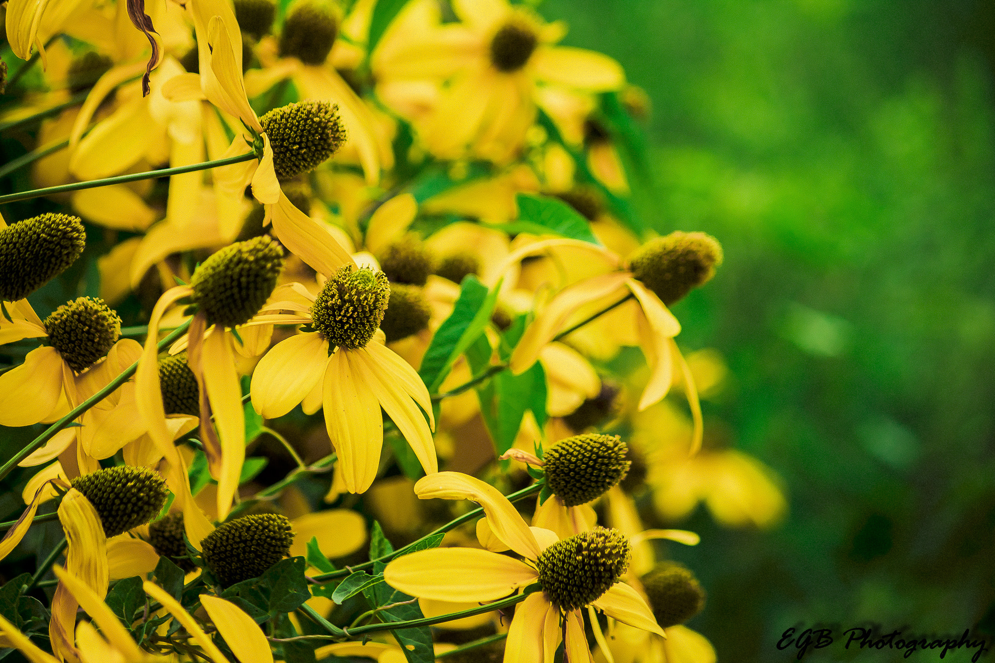 Canon EF-S 55-250mm F4-5.6 IS sample photo. Yellow yellow photography