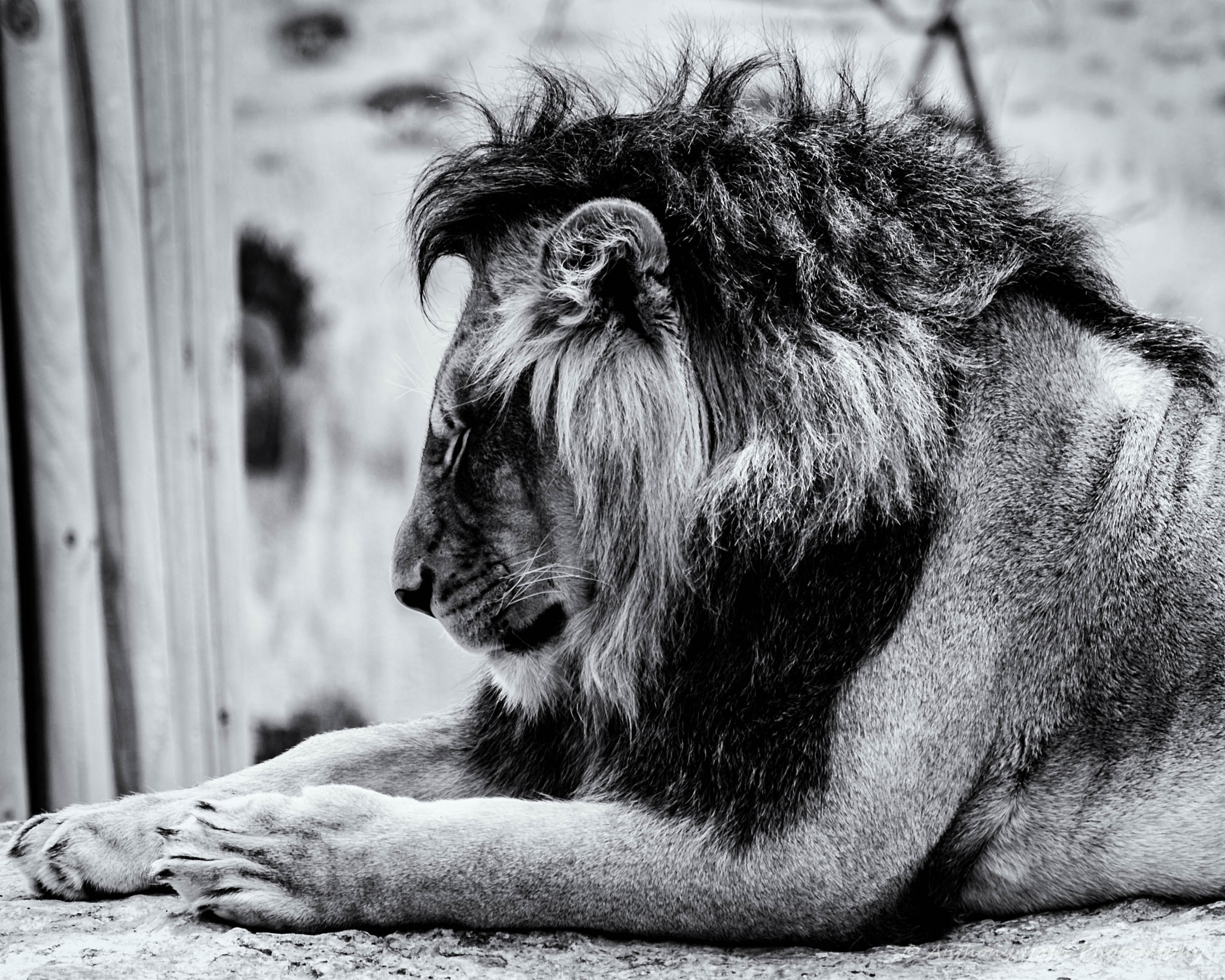 Nikon D3 sample photo. The king and i - his majesty photography