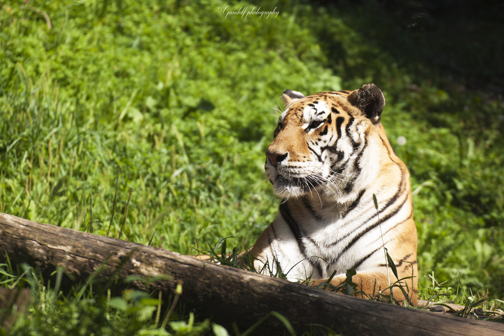 Canon EOS 500D (EOS Rebel T1i / EOS Kiss X3) sample photo. Tiger photography