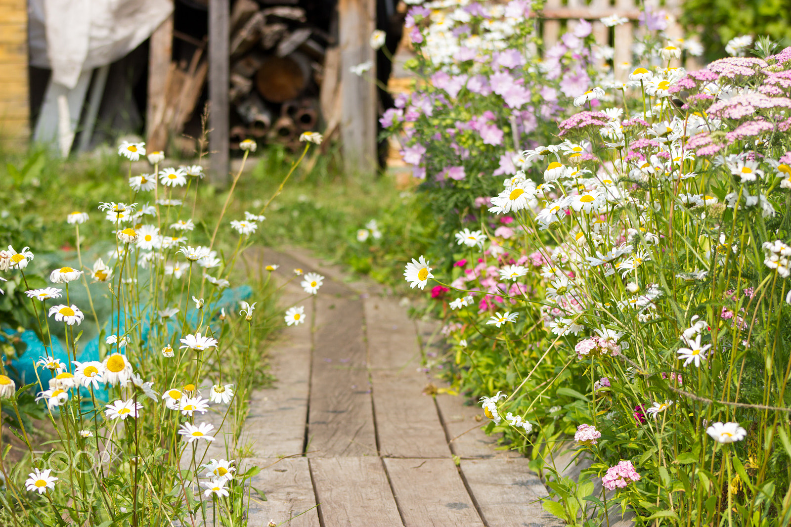 Canon EF 75-300mm f/4-5.6 USM sample photo. Country living photography