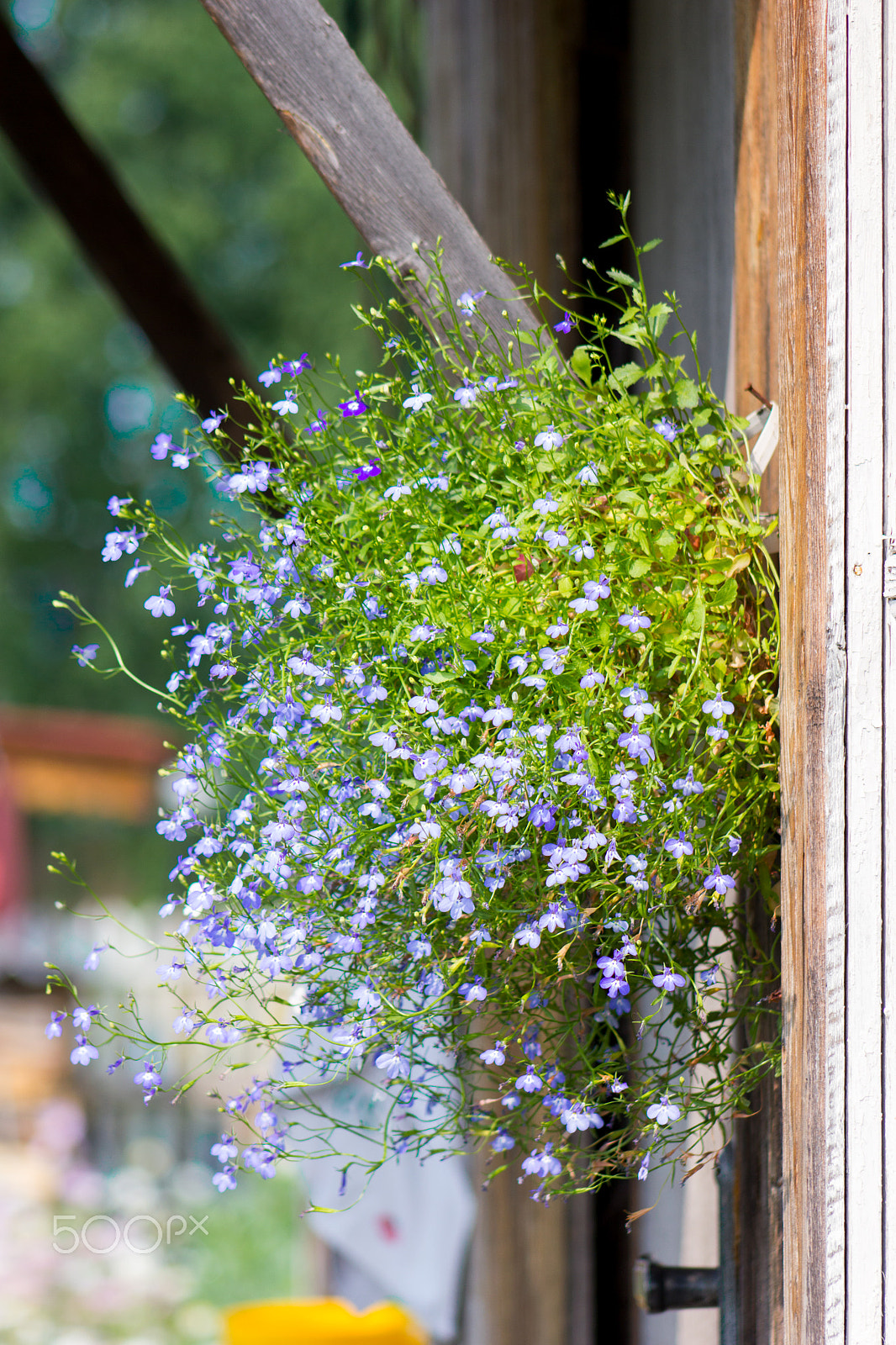 Canon EF 75-300mm f/4-5.6 USM sample photo. Blue lobelia blooming photography