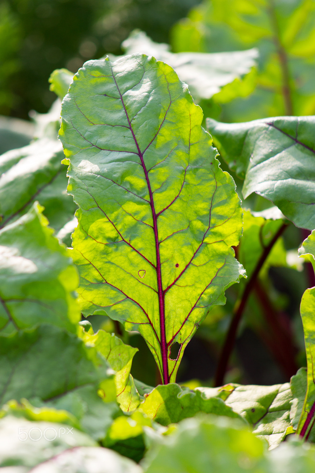 Canon EF 75-300mm f/4-5.6 USM sample photo. Beet in garden photography