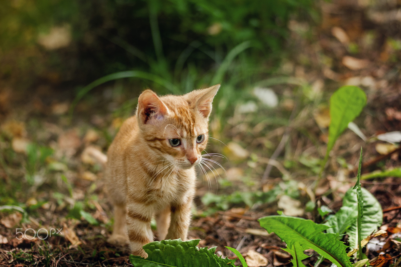 Sigma 105mm F2.8 EX DG OS HSM sample photo. Little tiger photography