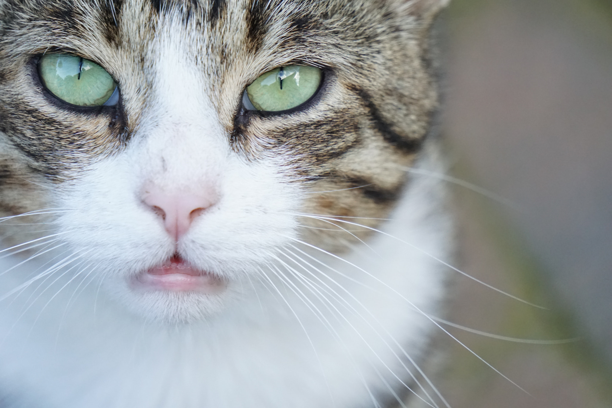 Sony E 55-210mm F4.5-6.3 OSS sample photo. Stare photography
