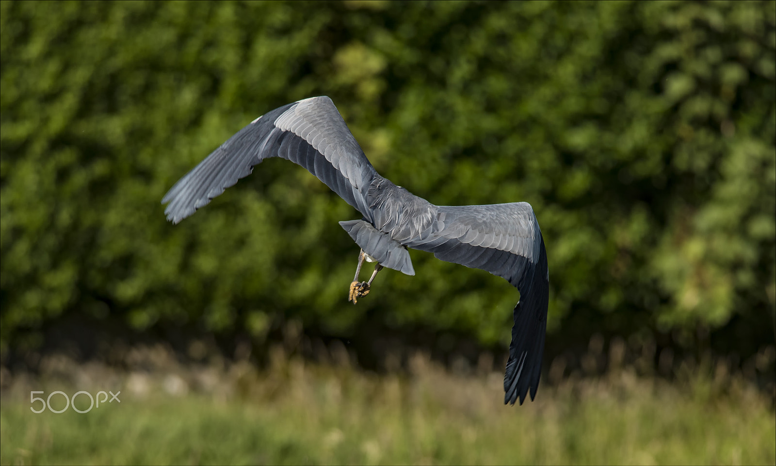 Nikon D810 + Nikon AF-S Nikkor 300mm F4D ED-IF sample photo. Grey heron photography