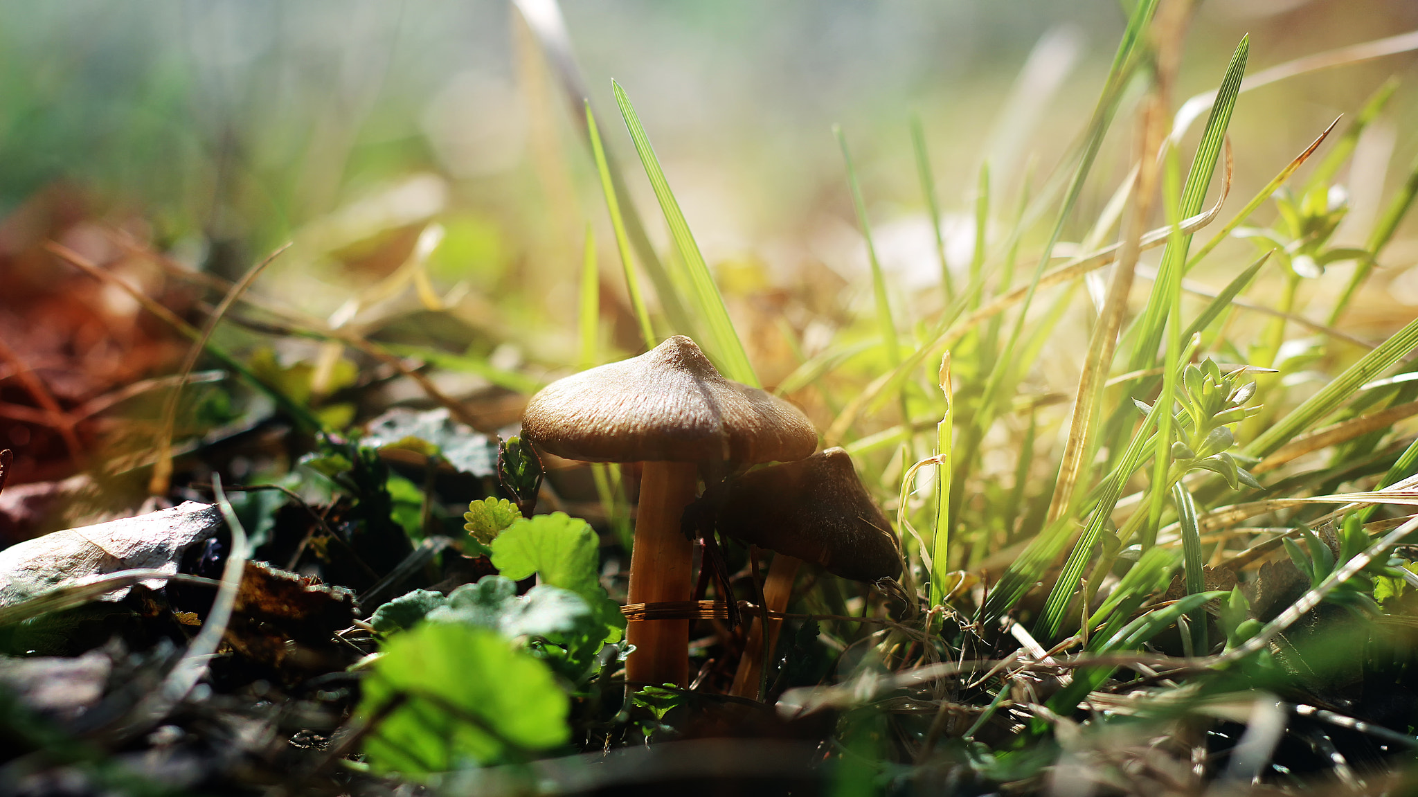 Canon EOS 600D (Rebel EOS T3i / EOS Kiss X5) + Canon EF 50mm F1.8 II sample photo. Mushroom friends photography