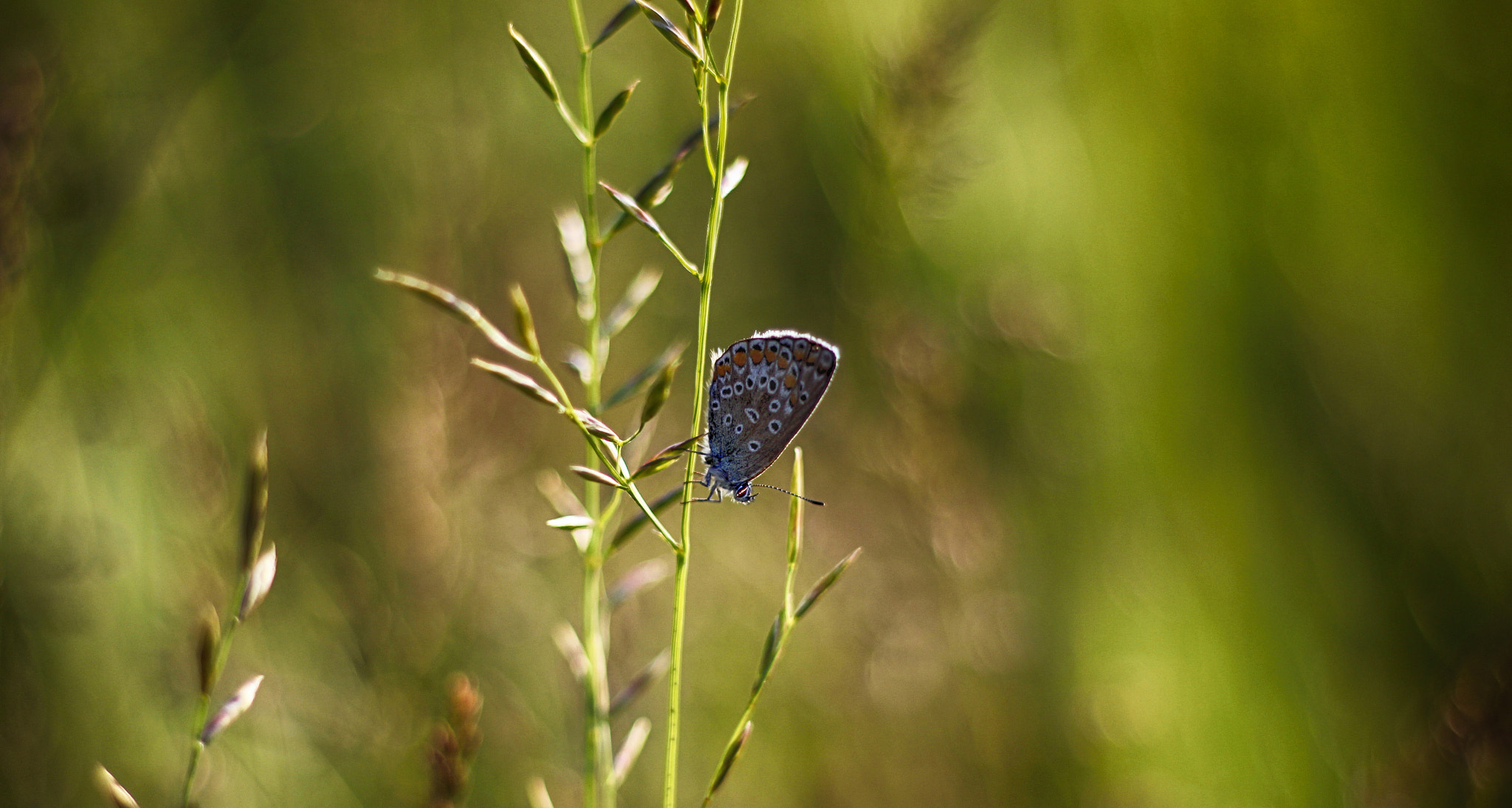 Canon EOS 600D (Rebel EOS T3i / EOS Kiss X5) + Canon EF 50mm F1.8 II sample photo. Butterfly photography