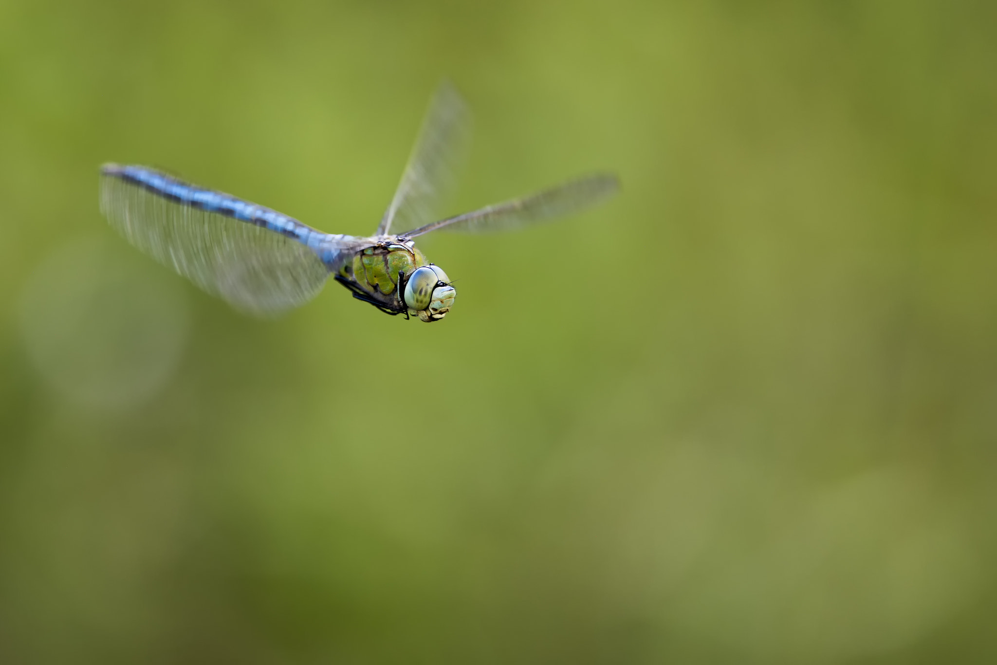 Canon EF 300mm F2.8L IS II USM sample photo. Flight of the emperor # 7 photography