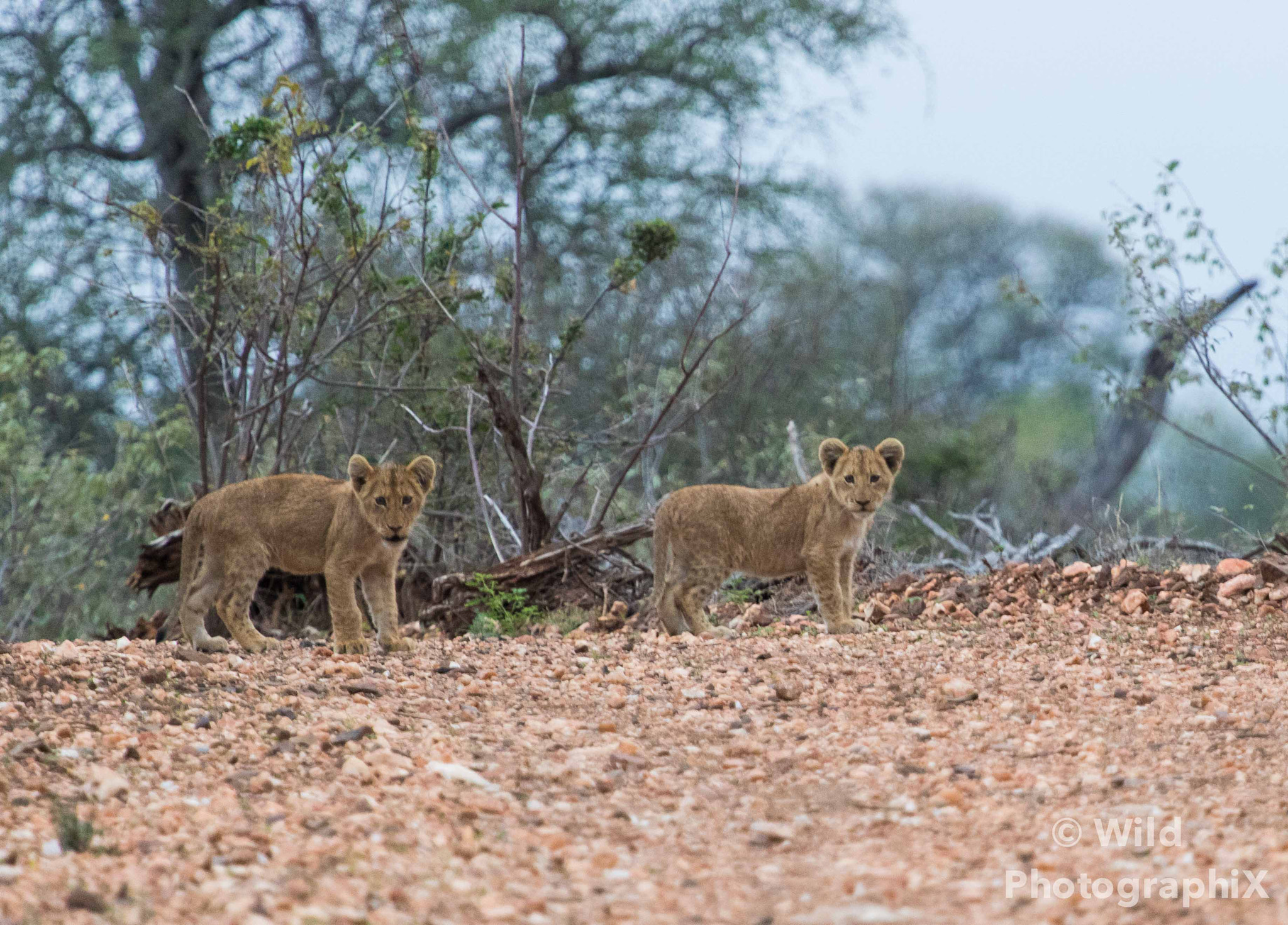Canon EF 100-400mm F4.5-5.6L IS USM sample photo. Cubs... photography