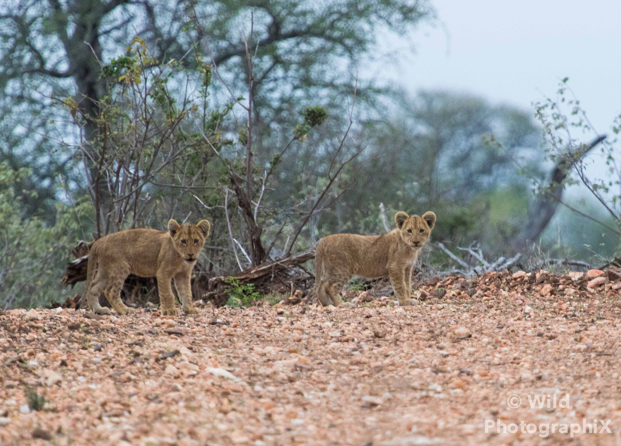 Canon EOS 7D Mark II + Canon EF 100-400mm F4.5-5.6L IS USM sample photo. Cubs... photography