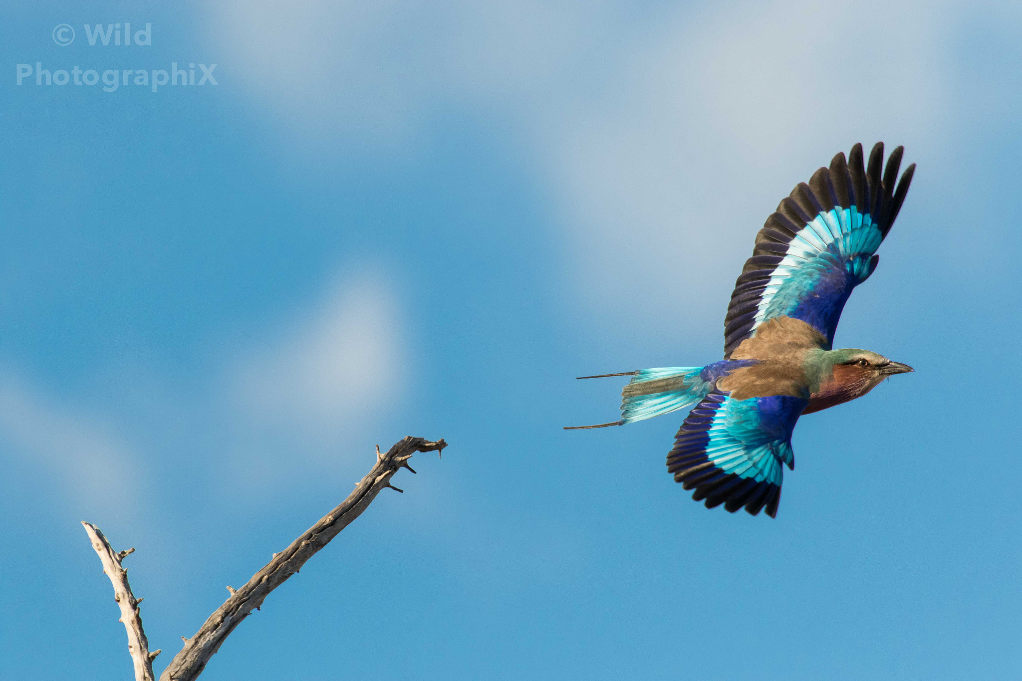 Canon EOS 7D Mark II + Canon EF 100-400mm F4.5-5.6L IS USM sample photo. Take-off photography