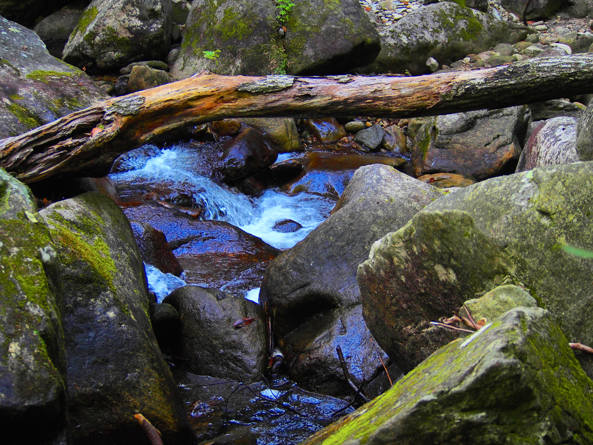 Olympus PEN E-PL6 sample photo. Deep in the forest photography