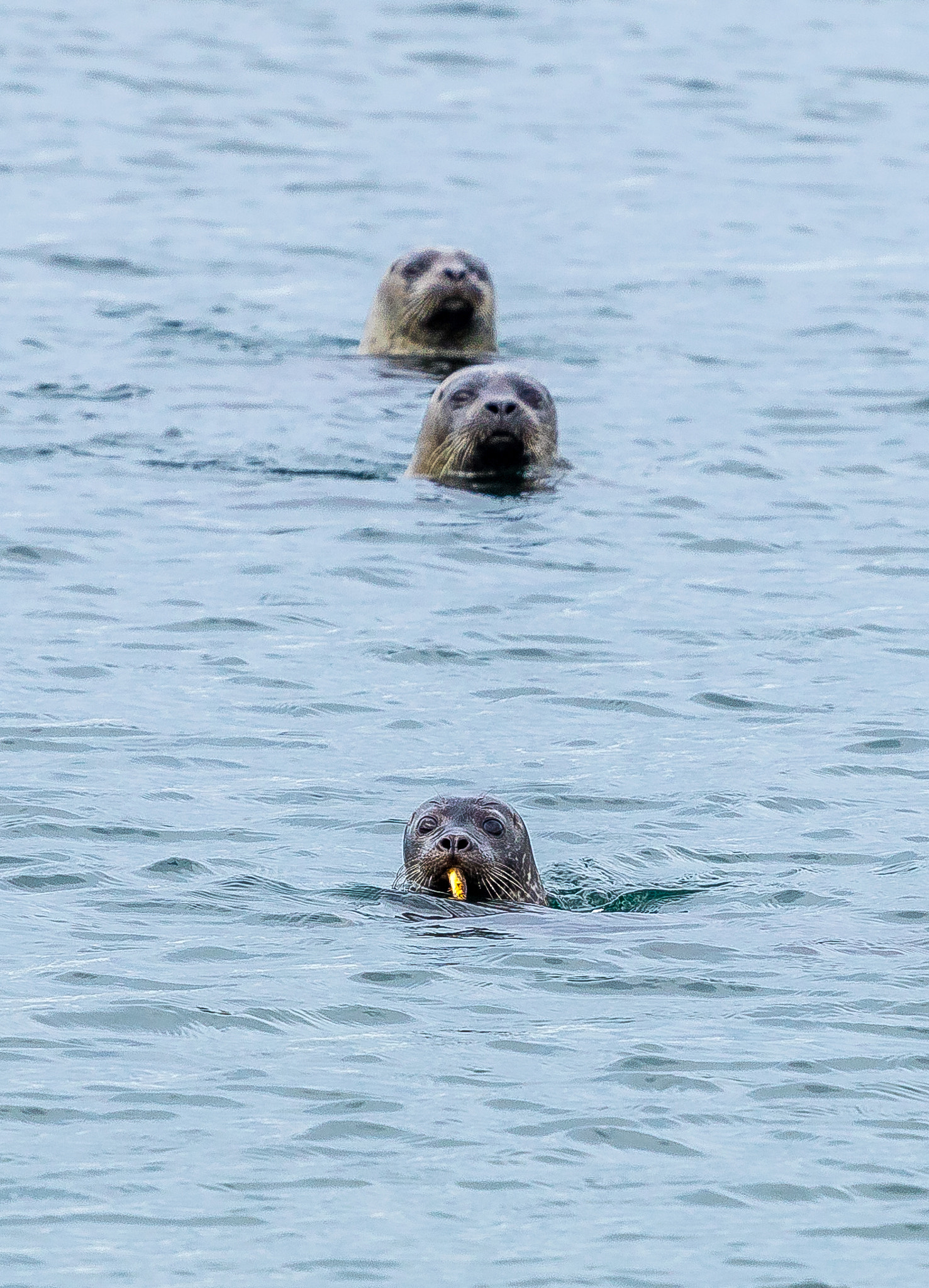 Canon EOS 80D + Canon EF 70-200mm F4L USM sample photo. 3 seals photography