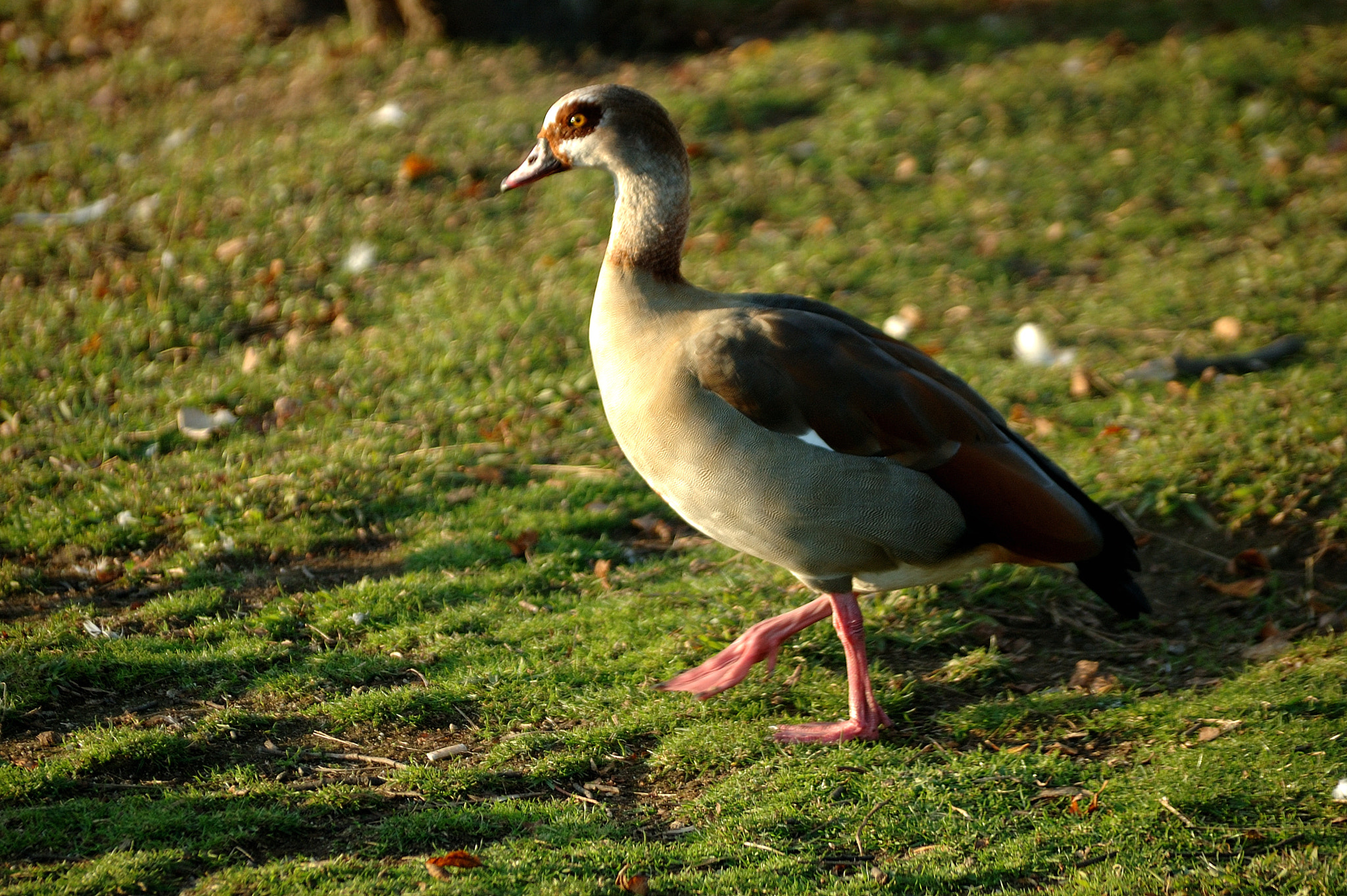 Nikon D70s + Sigma 70-300mm F4-5.6 DG Macro sample photo. Dsc_3737.jpg photography