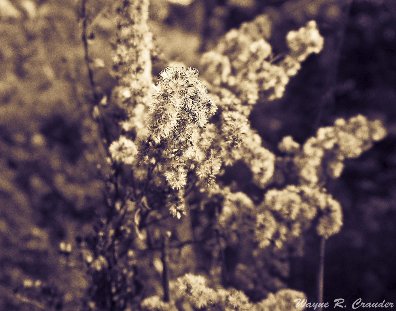 Panasonic Lumix DMC-GF5 sample photo. Bernheim forest photography
