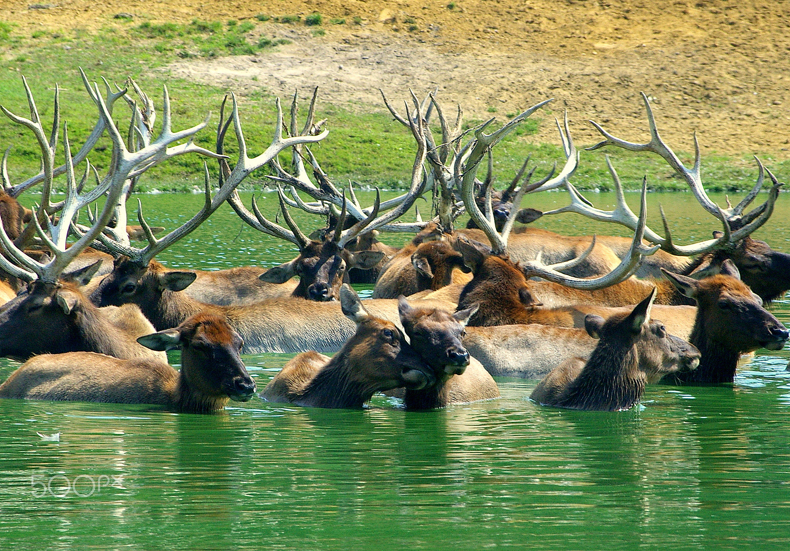 Pentax smc DA 50-200mm F4-5.6 ED sample photo. Deer swimm photography