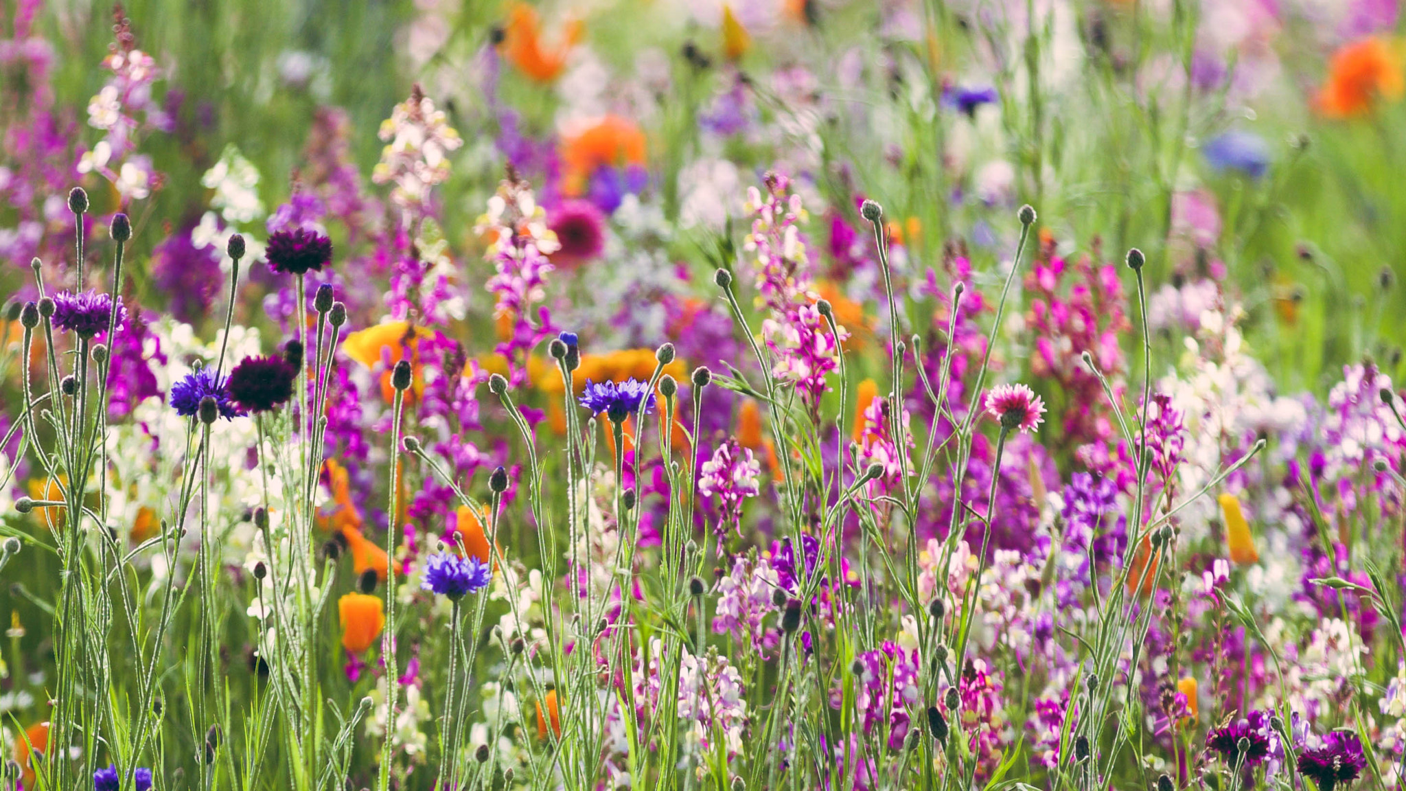 Canon EF 70-200mm F2.8L IS II USM sample photo. Summer palette photography