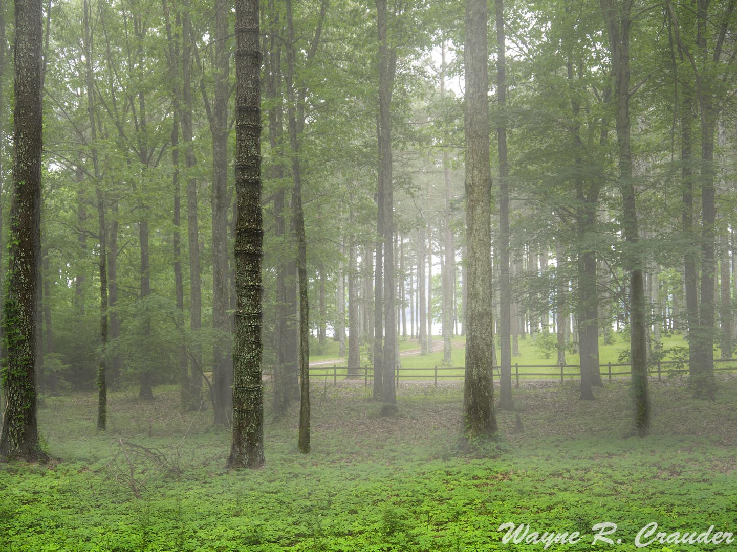 Panasonic Lumix DMC-GF5 sample photo. Brush creek photography