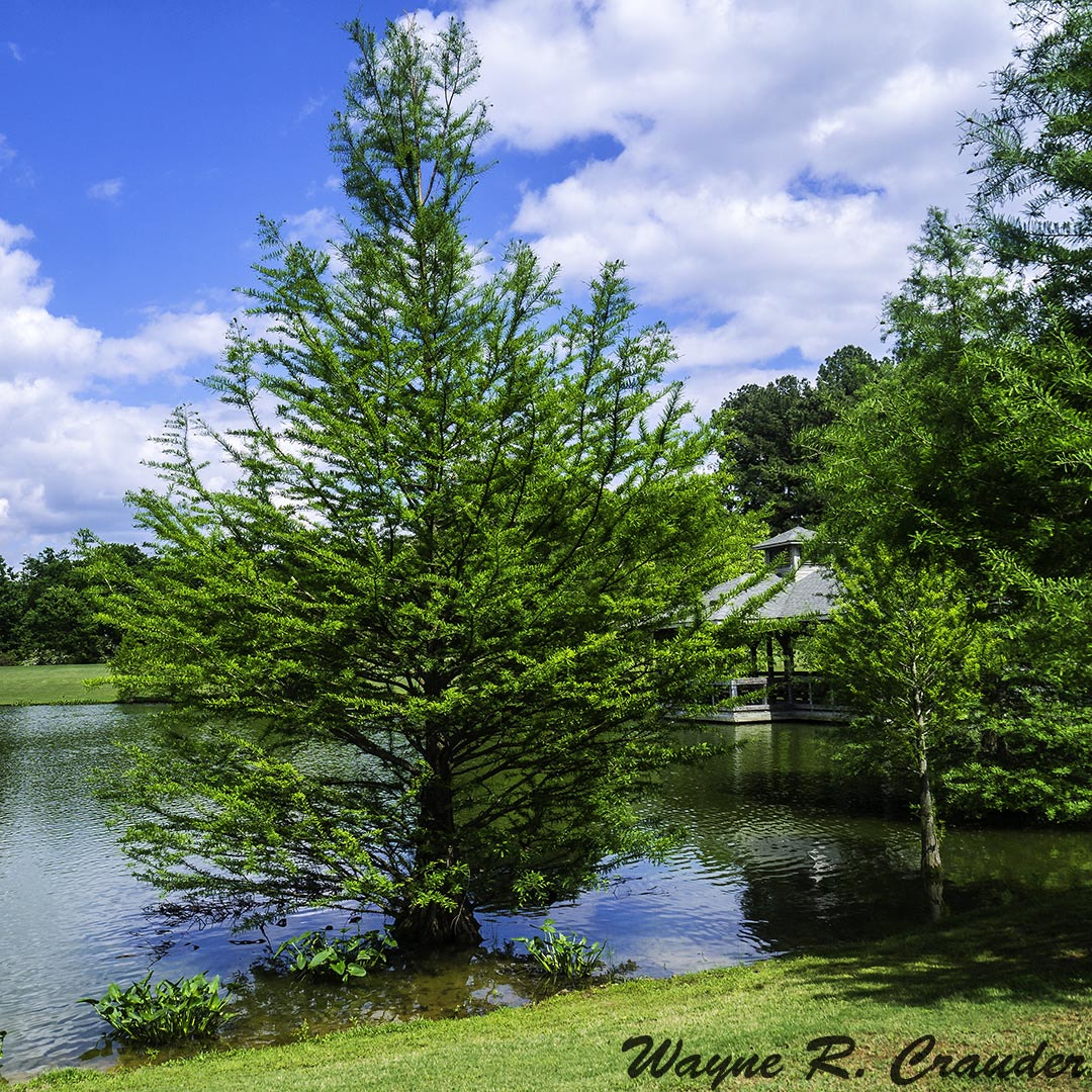Panasonic Lumix DMC-GF5 sample photo. Florence park photography