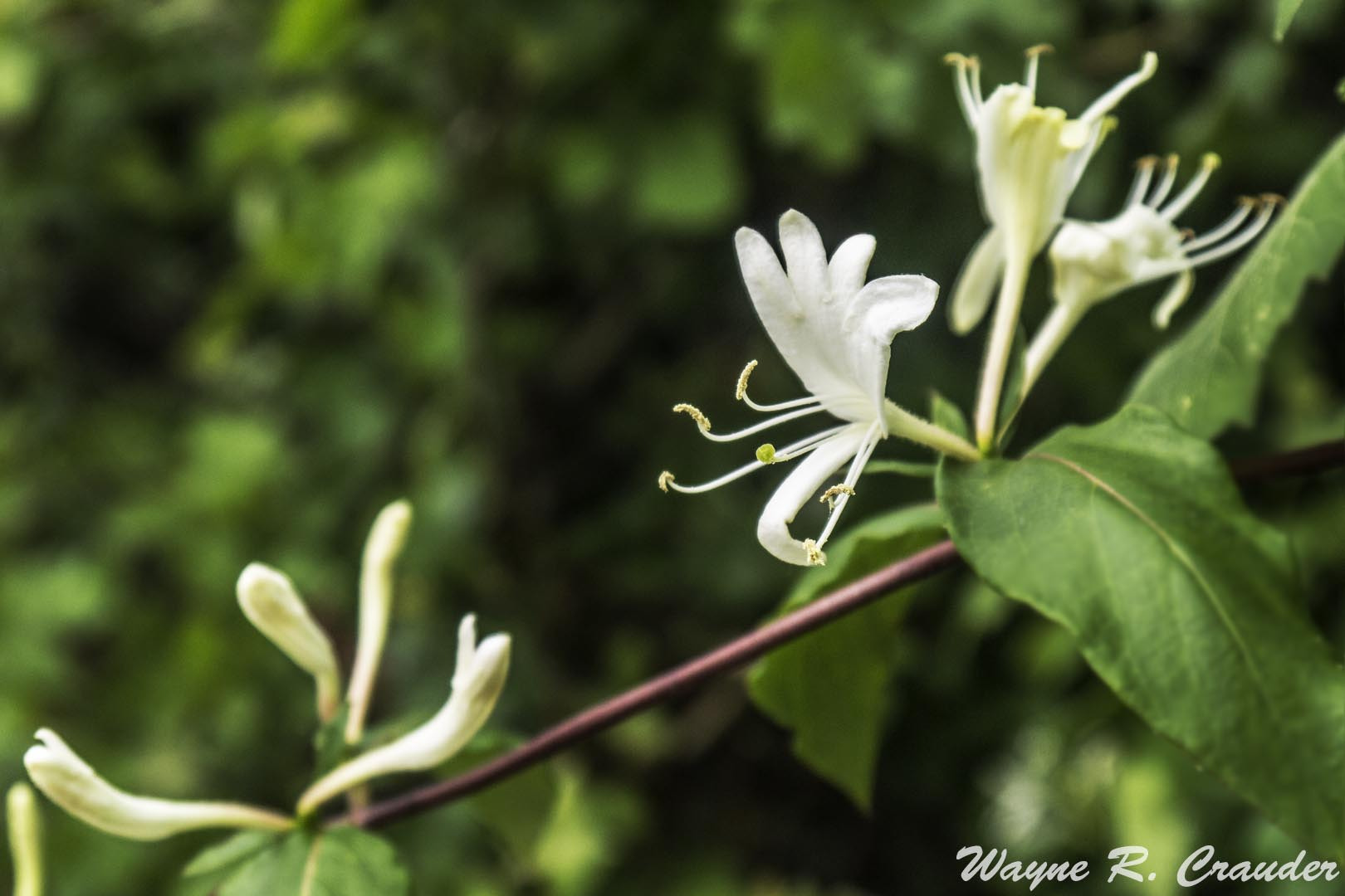 Panasonic Lumix DMC-GF5 sample photo. Florence park photography
