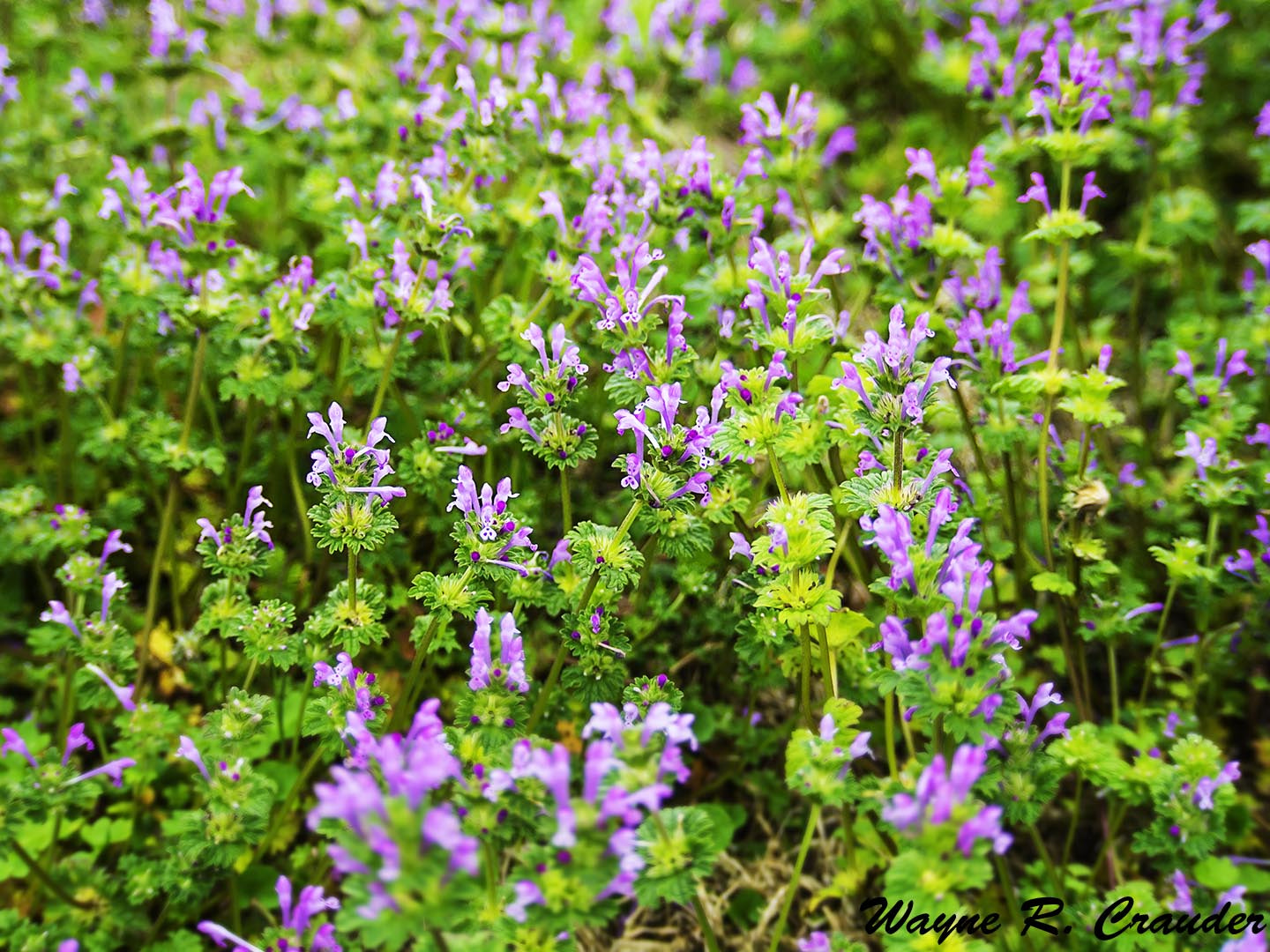 Panasonic Lumix DMC-GF5 sample photo. Spring photography