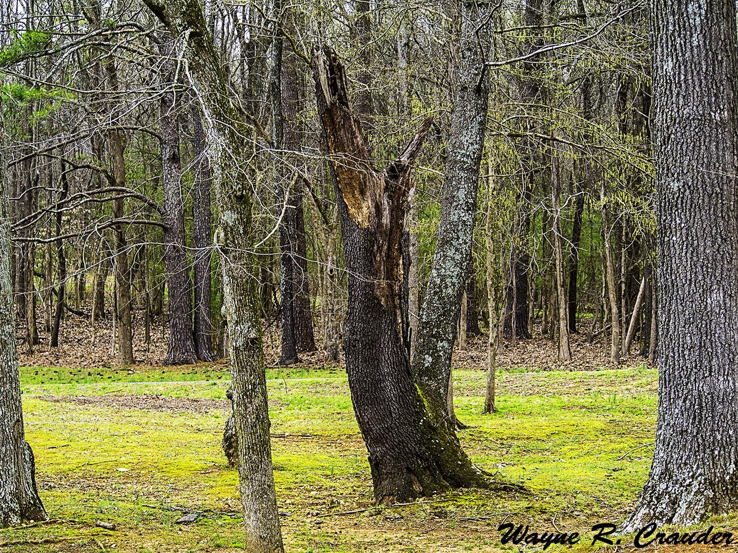 Panasonic Lumix DMC-GF5 sample photo. Spring photography