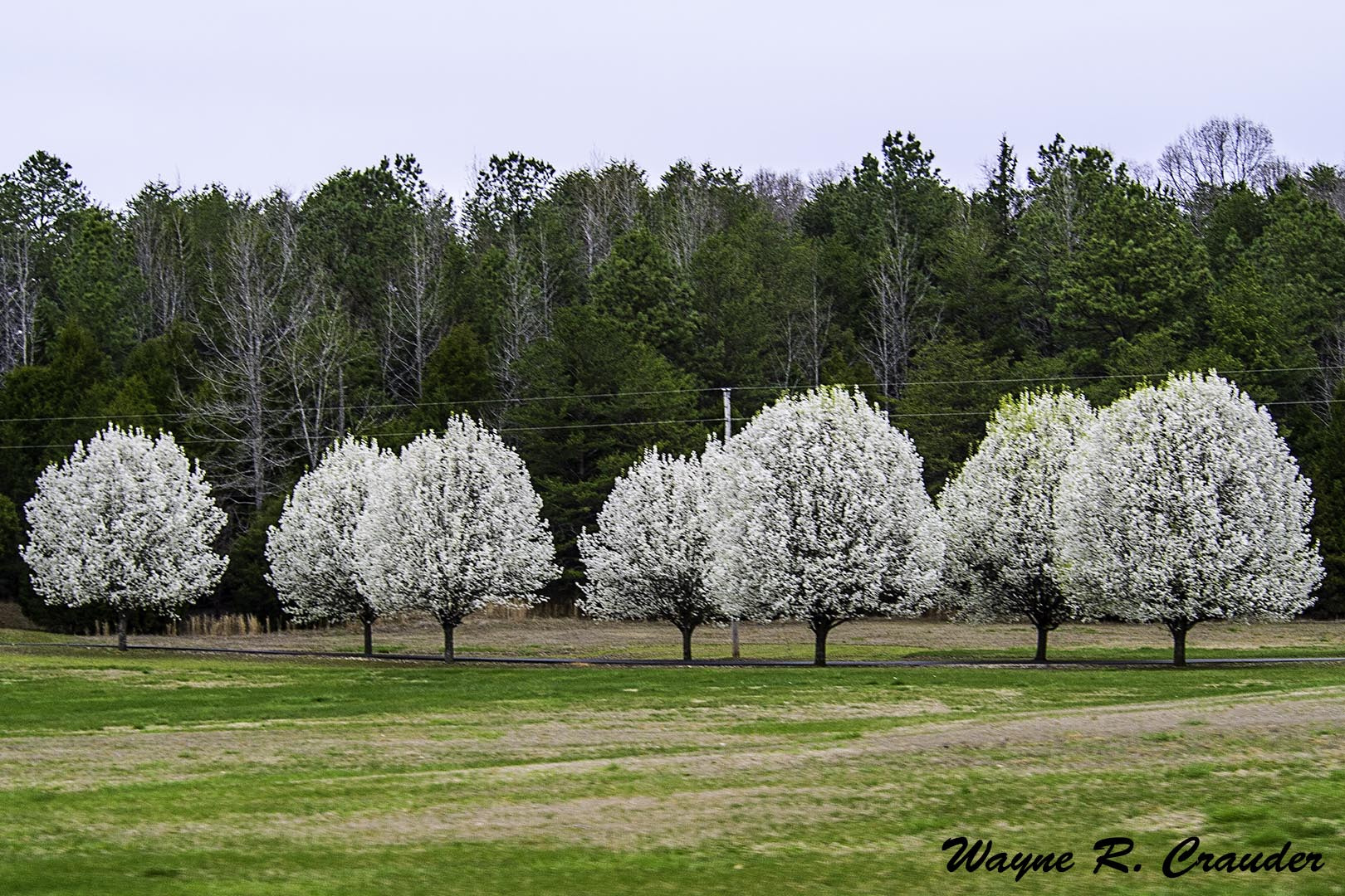 Panasonic Lumix DMC-GF5 sample photo. Spring photography