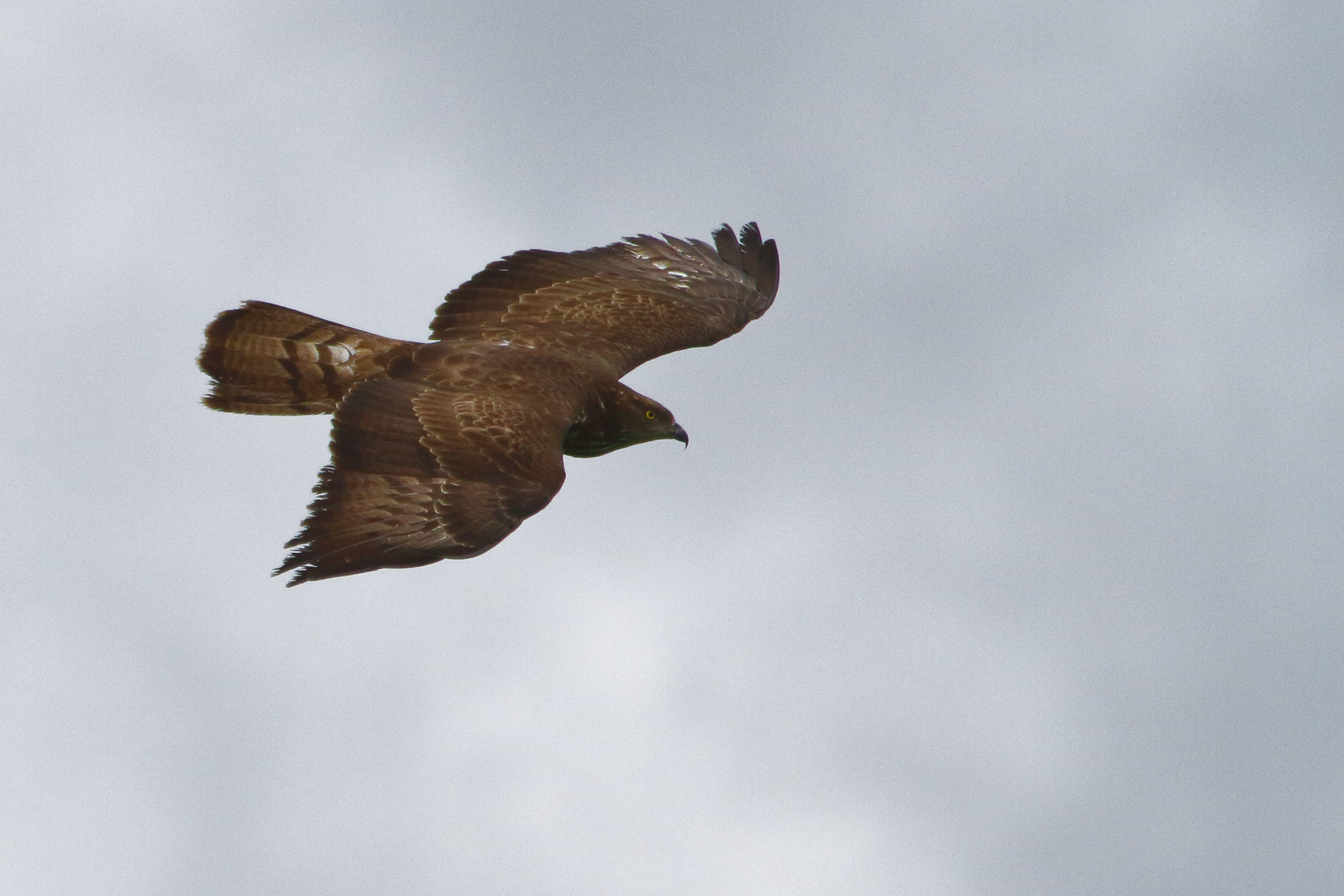 Canon EF 100-400mm F4.5-5.6L IS USM sample photo. European honey buzzard flying photography