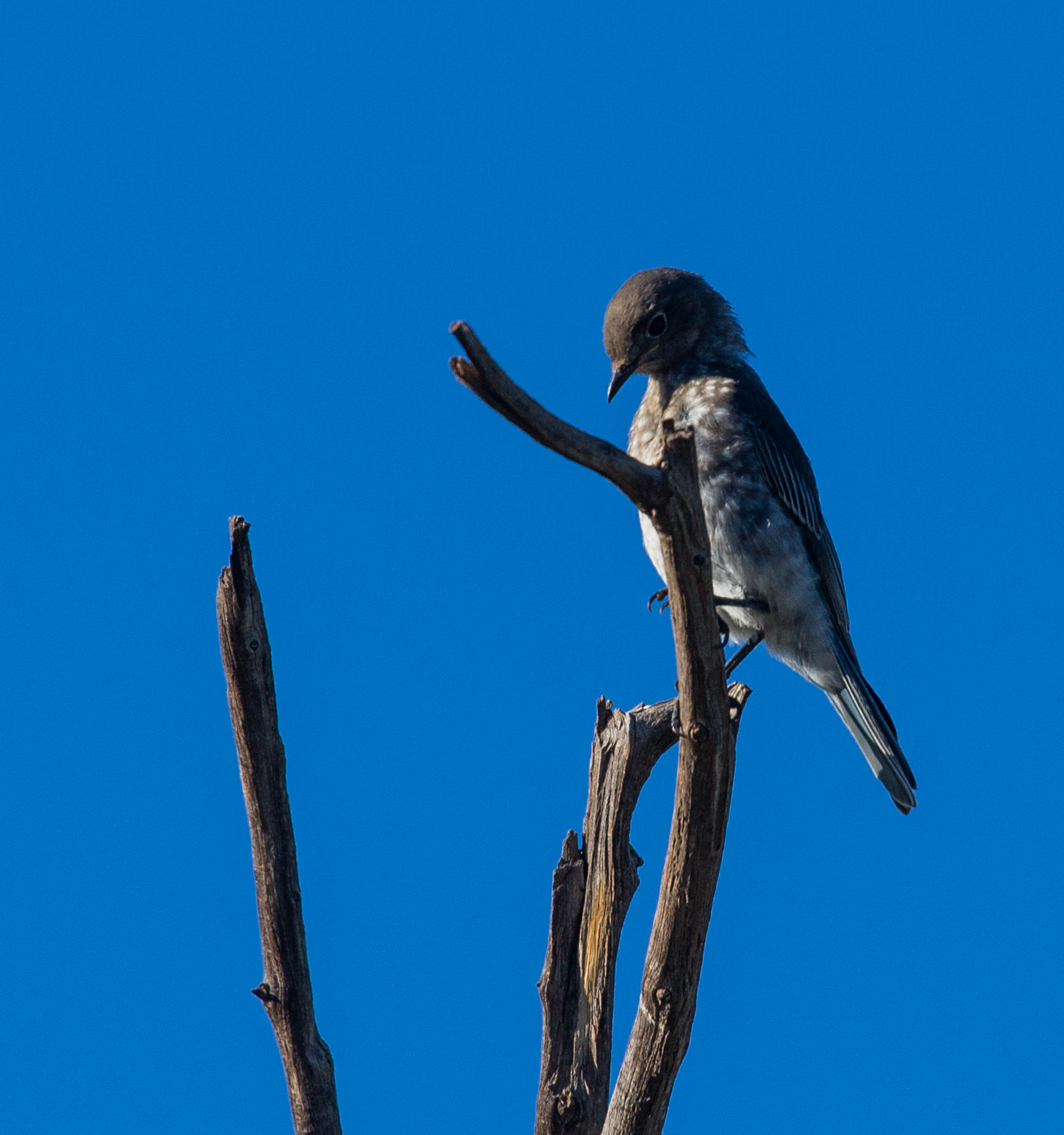 Sony Alpha DSLR-A850 + Sony 70-400mm F4-5.6 G SSM sample photo. Heber overgaard countryside photography