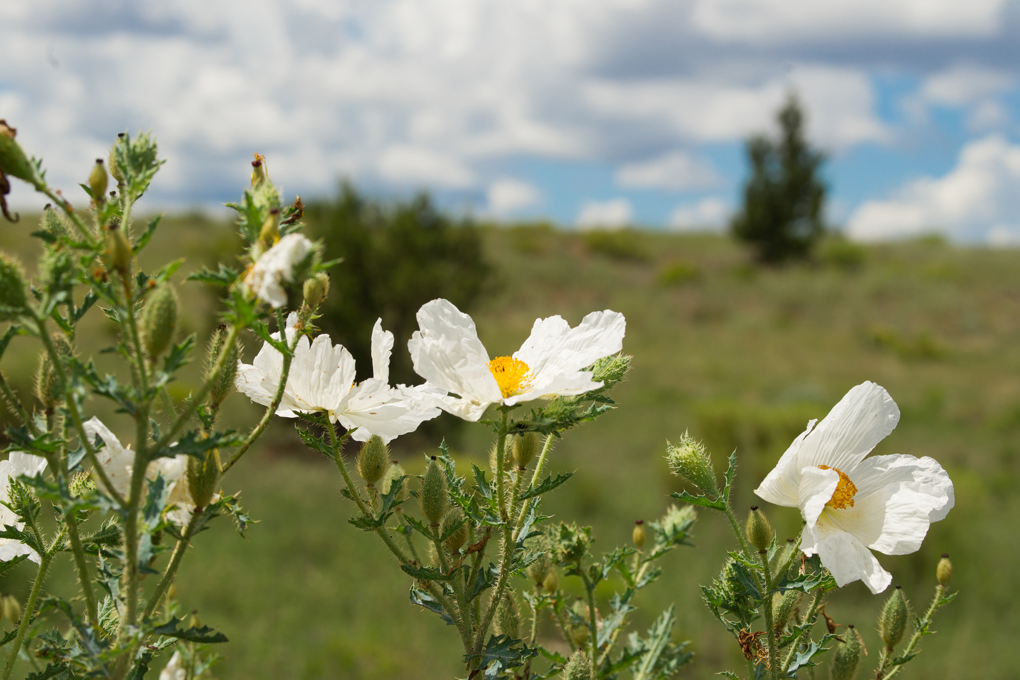 Sony Alpha DSLR-A850 sample photo. Heber overgaard countryside photography