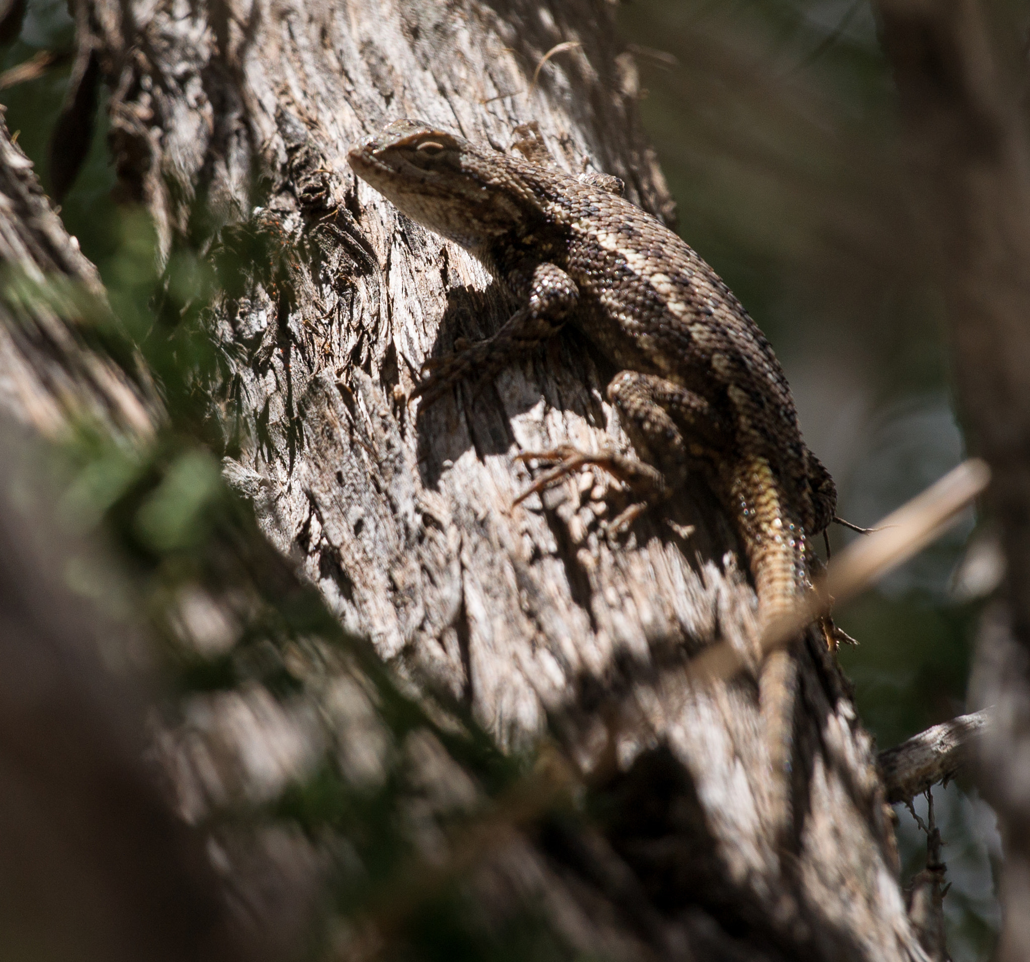 Sony Alpha DSLR-A850 + Sony 70-400mm F4-5.6 G SSM sample photo. Heber overgaard countryside photography