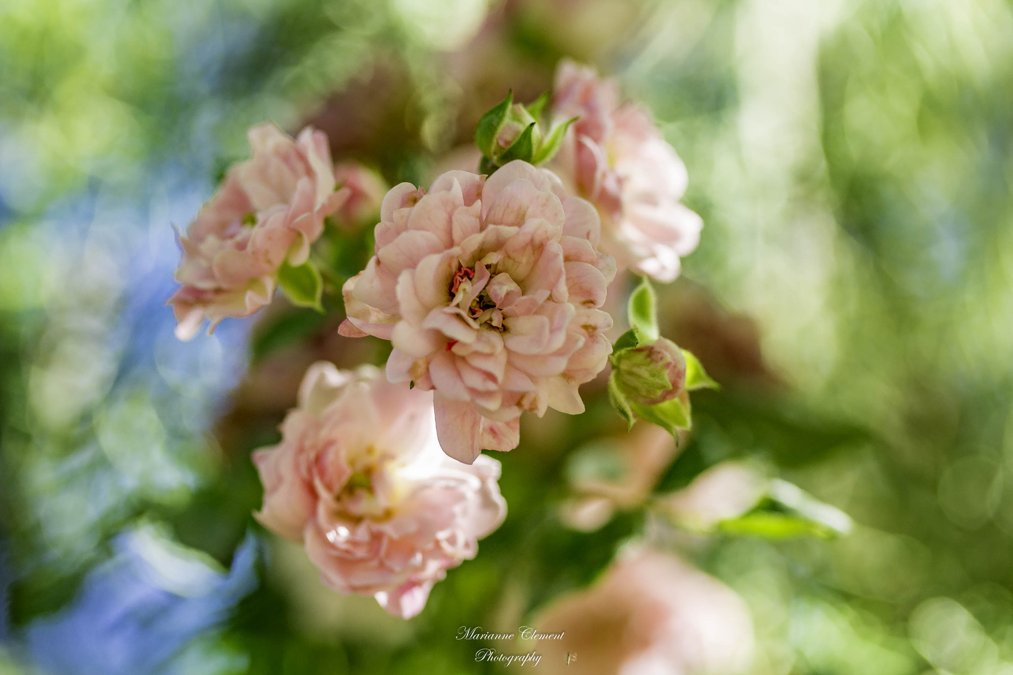Canon EF-S 60mm F2.8 Macro USM sample photo. Pink roses photography