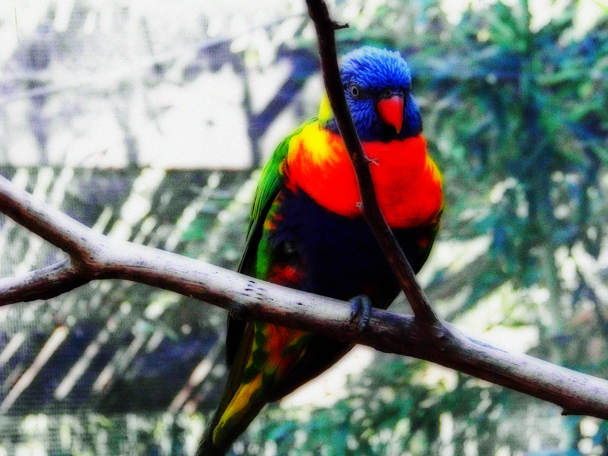 Kodak Z812 IS ZOOM DIGITAL CAMERA sample photo. Colorful lorikeet photography