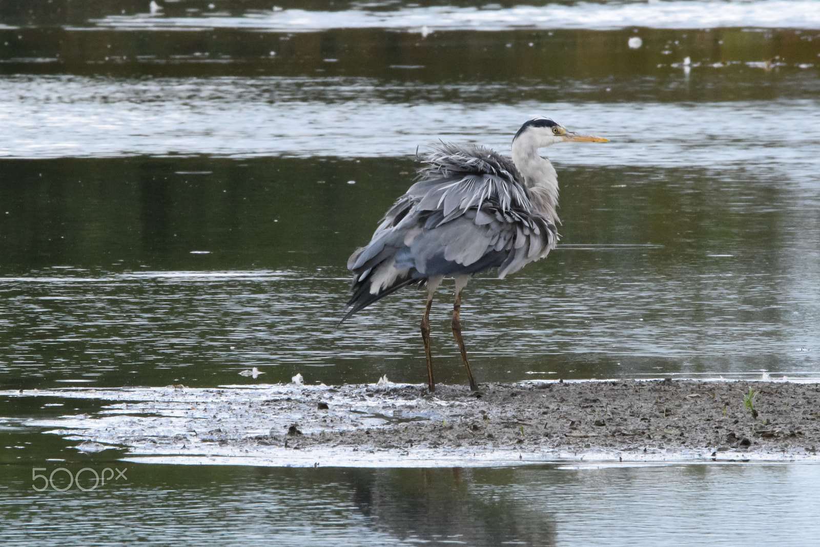 Tamron SP 150-600mm F5-6.3 Di VC USD sample photo. Heron bird (ardeidae) photography