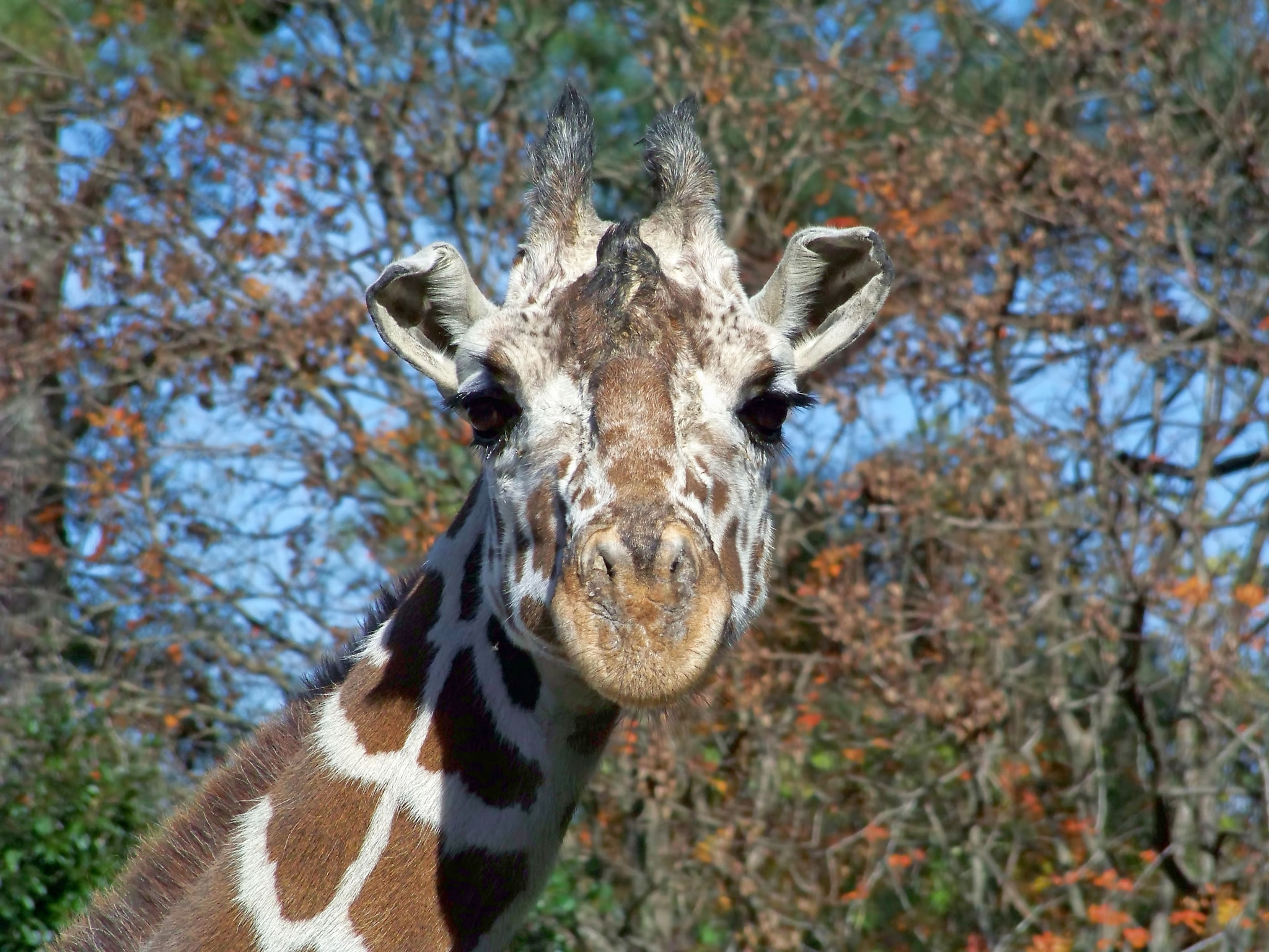 Kodak Z812 IS ZOOM DIGITAL CAMERA sample photo. Intrigued giraffe photography