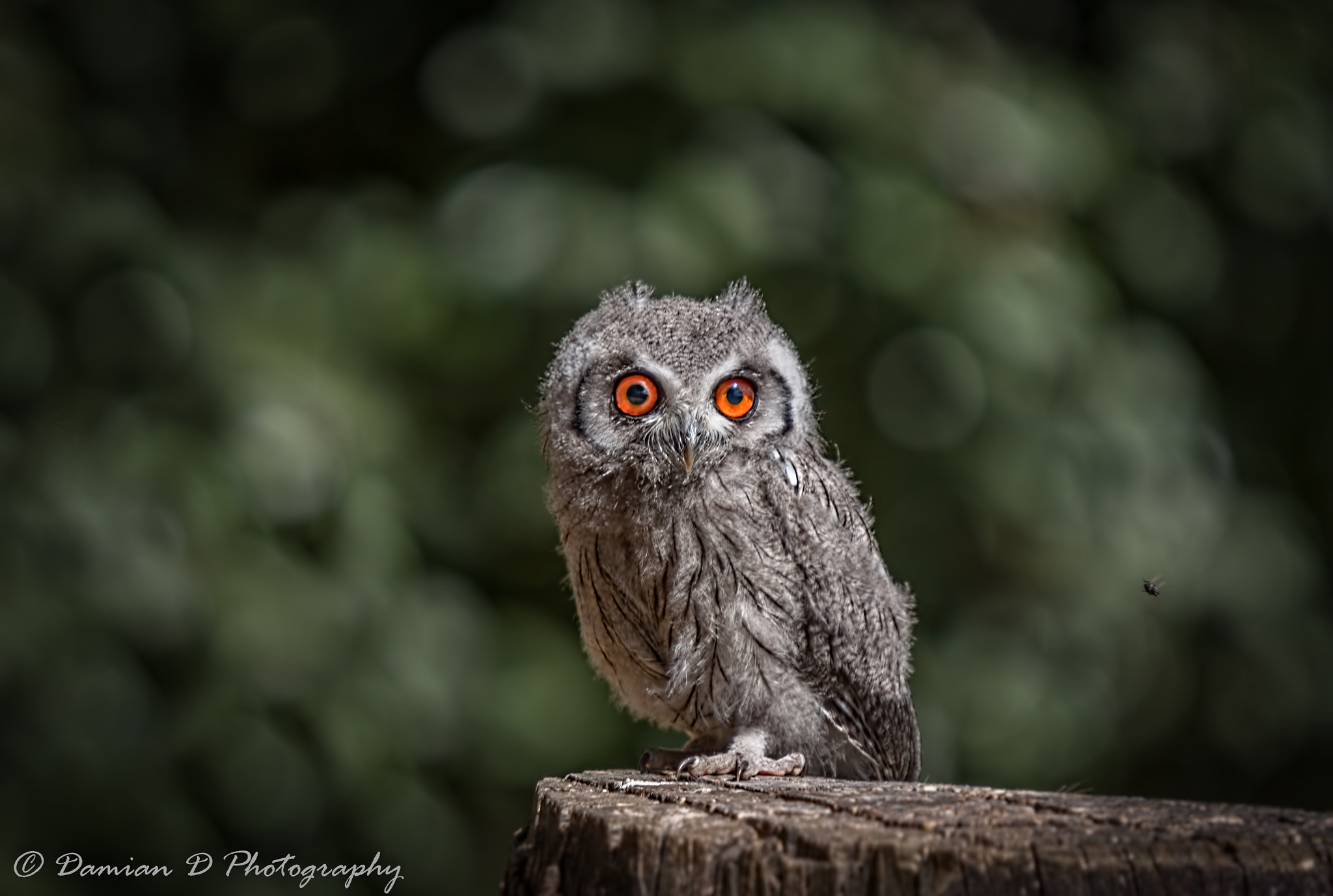 Sigma 50-500mm f/4-6.3 APO HSM EX sample photo. Baby owl photography