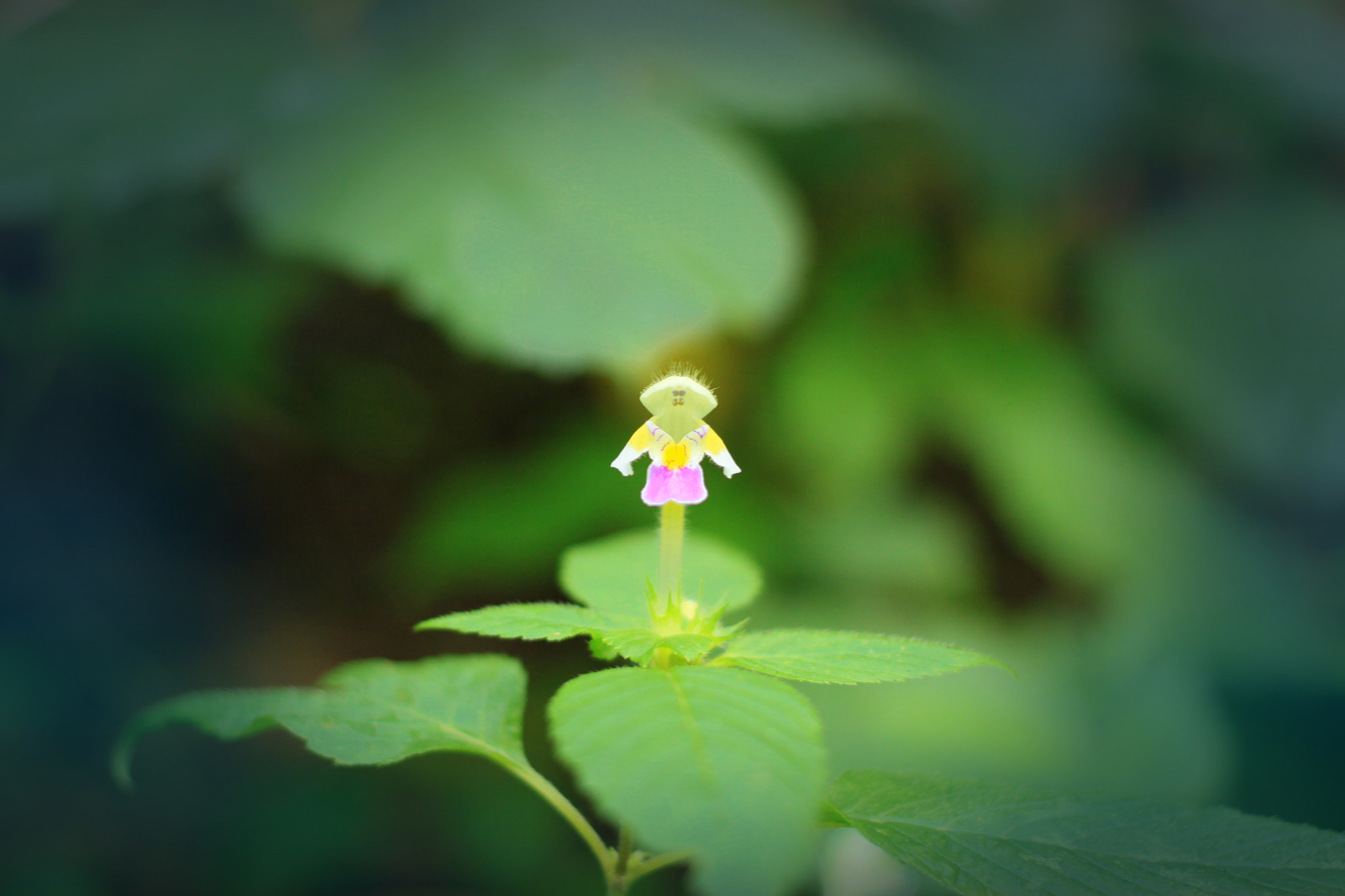 Canon EOS 50D + Canon EF 40mm F2.8 STM sample photo. Wood elf photography
