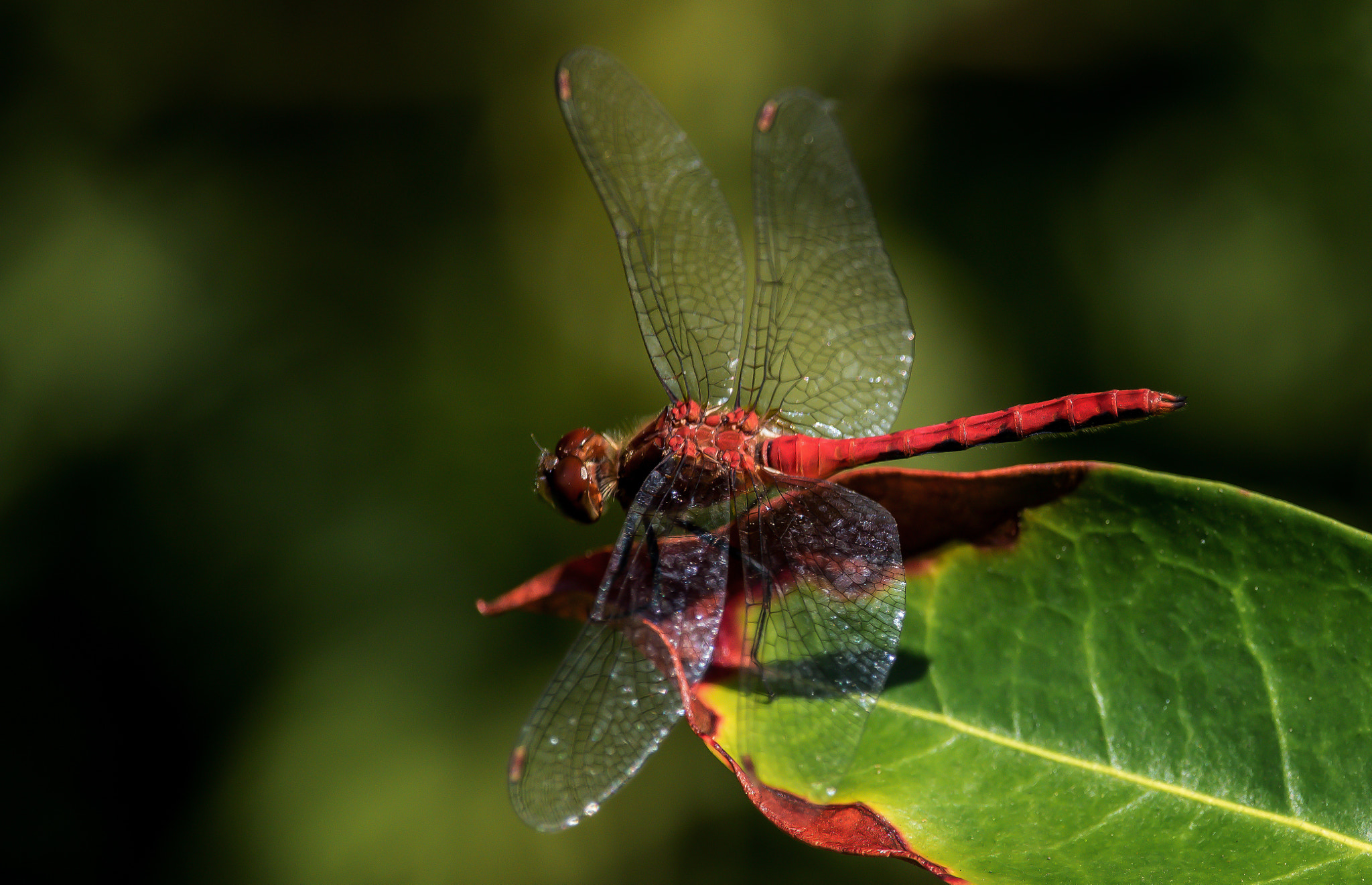Canon EOS 760D (EOS Rebel T6s / EOS 8000D) sample photo. Red dragon photography