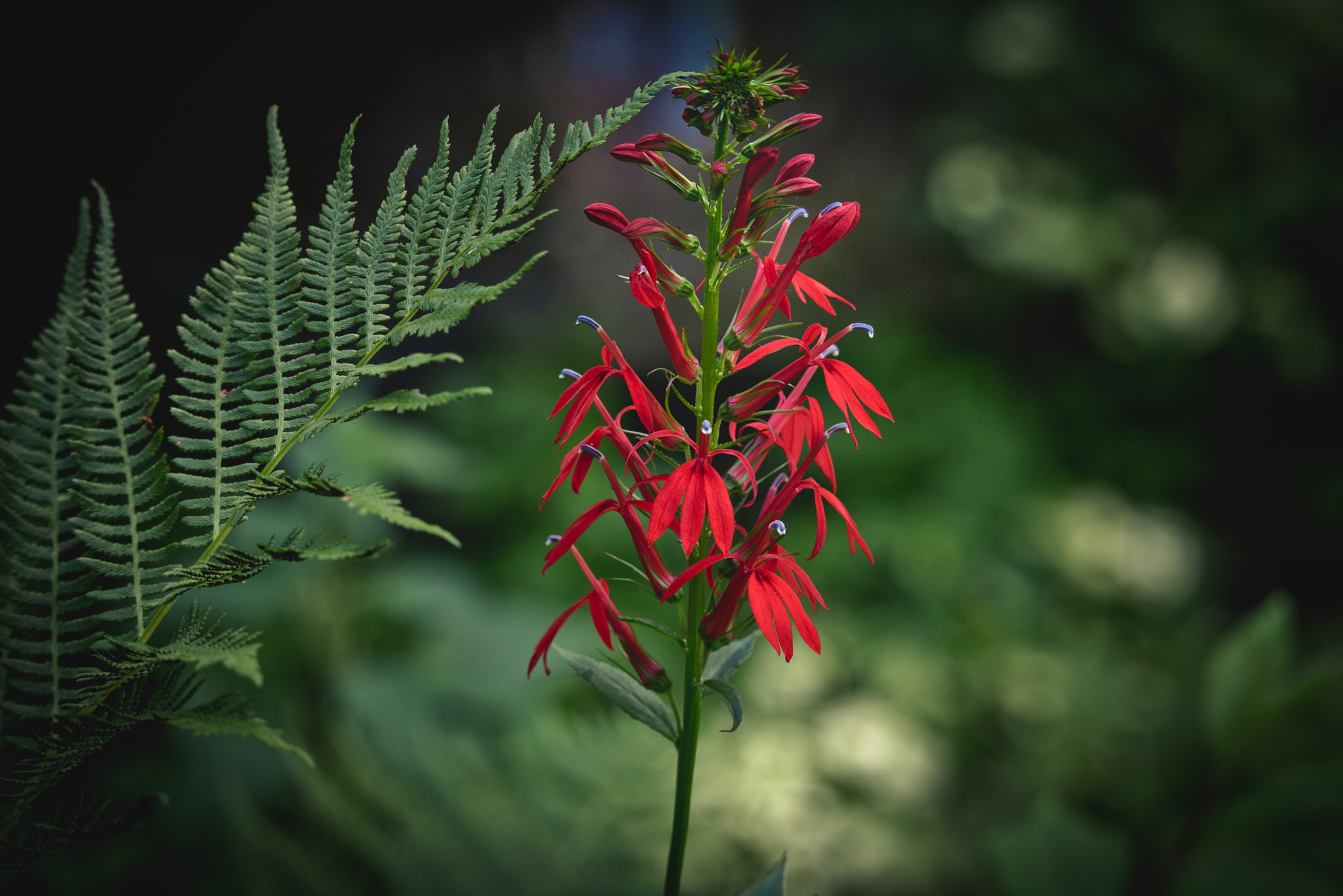 Canon EOS 760D (EOS Rebel T6s / EOS 8000D) sample photo. Red plant photography