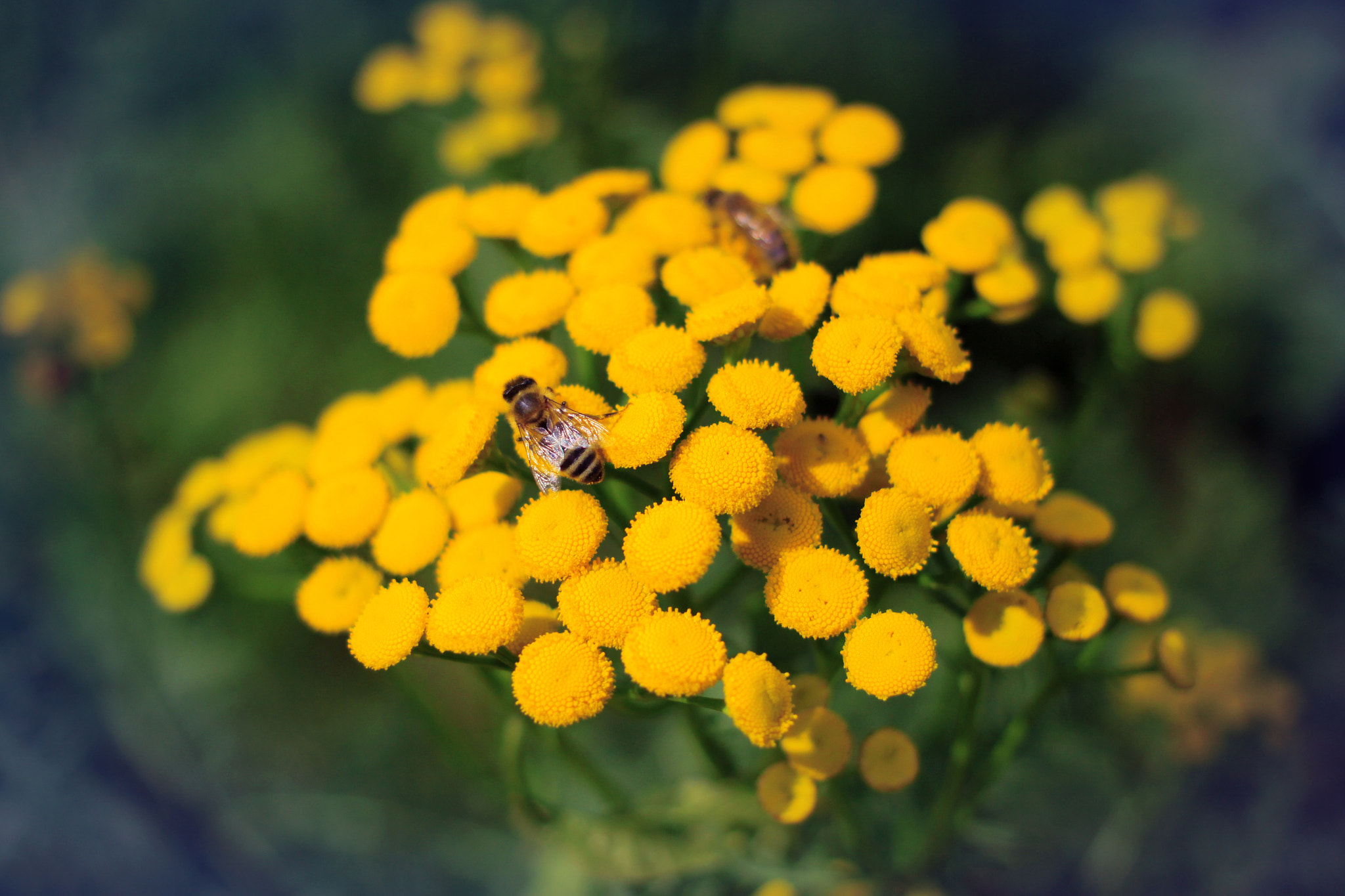 Canon EOS 50D + Canon EF 40mm F2.8 STM sample photo. Собирая нектар photography