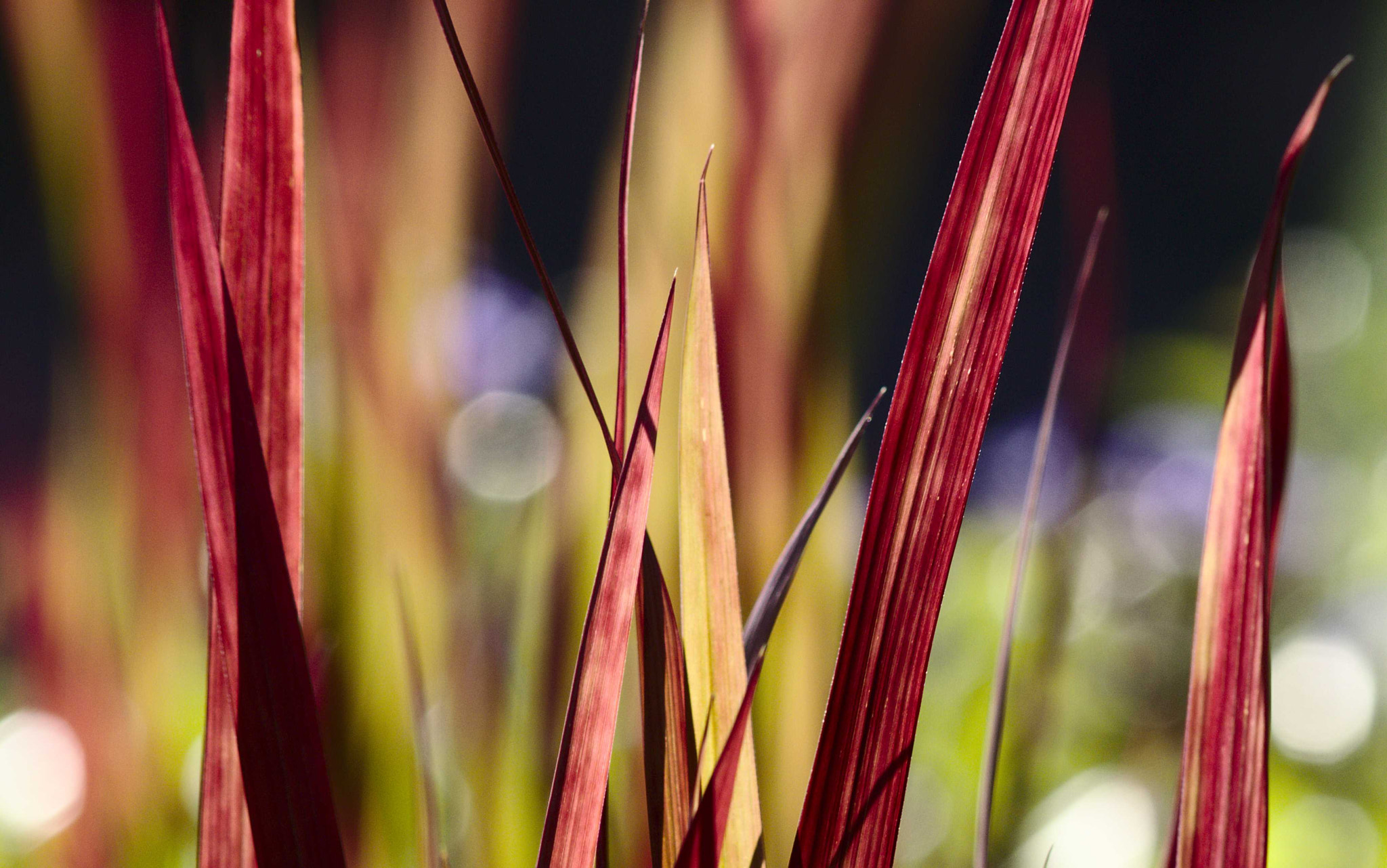 Canon EOS 700D (EOS Rebel T5i / EOS Kiss X7i) + Canon EF 70-210mm f/4 sample photo. Die farben des sommer photography