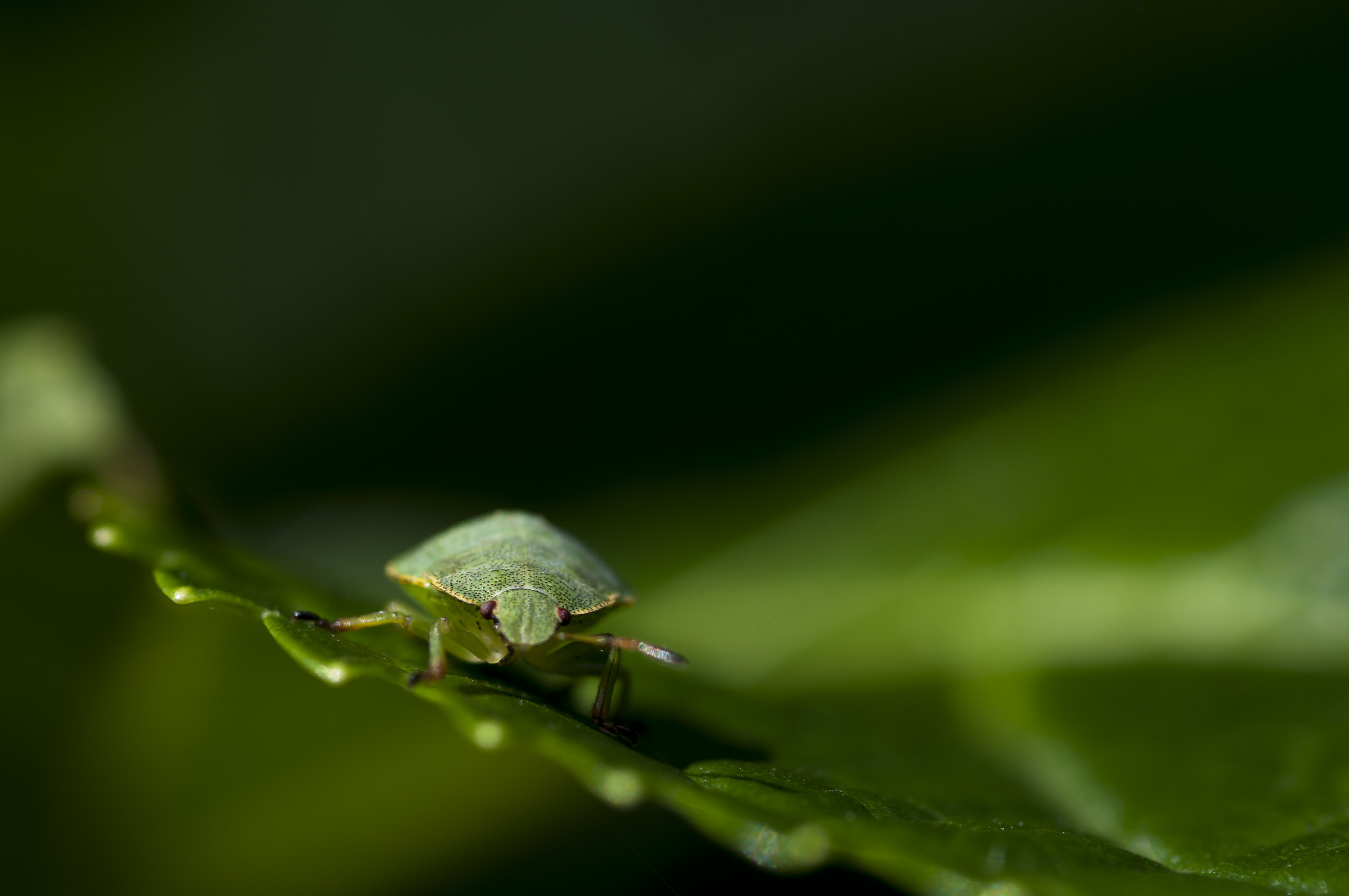 Pentax smc D-FA 100mm F2.8 macro sample photo. ,,,,,,,,,,,, photography