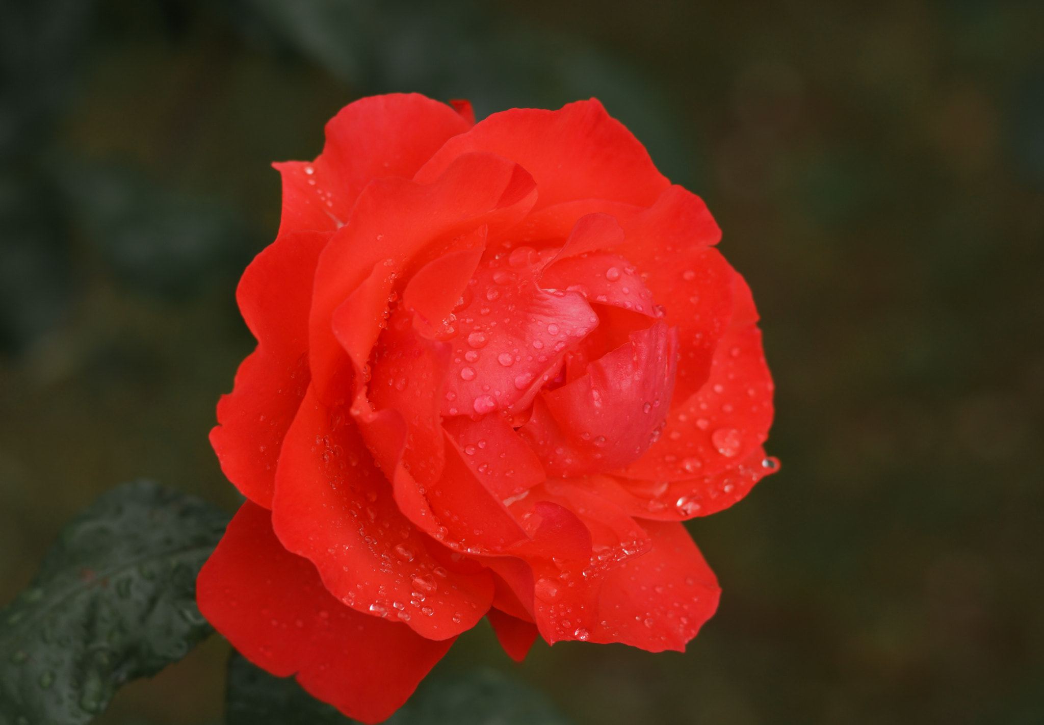 Sony SLT-A65 (SLT-A65V) sample photo. Red rose after the rain photography