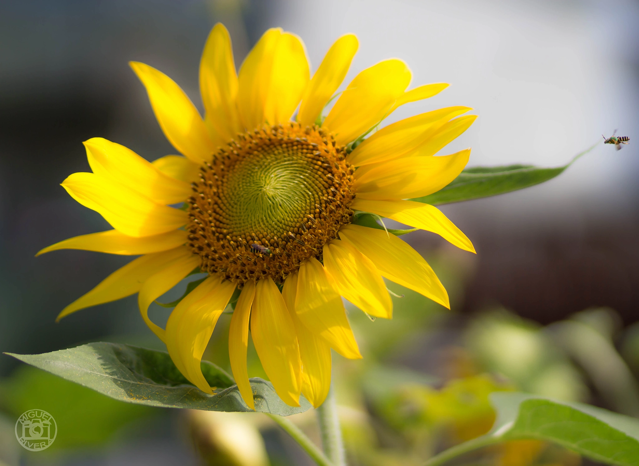 Canon EOS 100D (EOS Rebel SL1 / EOS Kiss X7) sample photo. Sunflower photography
