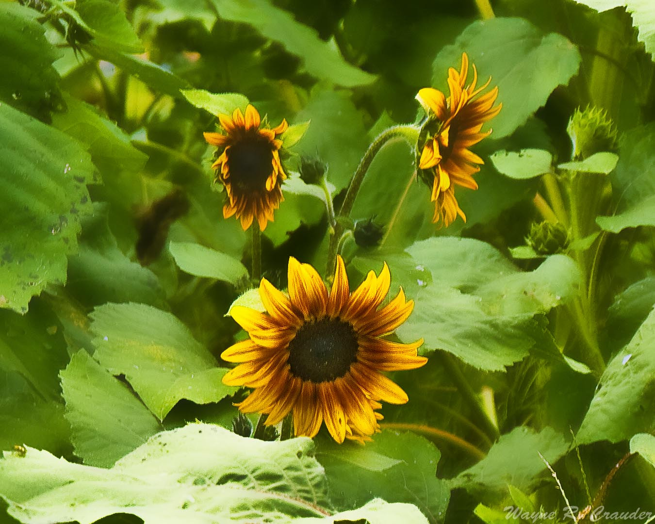 Panasonic Lumix DMC-GF5 sample photo. Western kentucky botanical garden photography