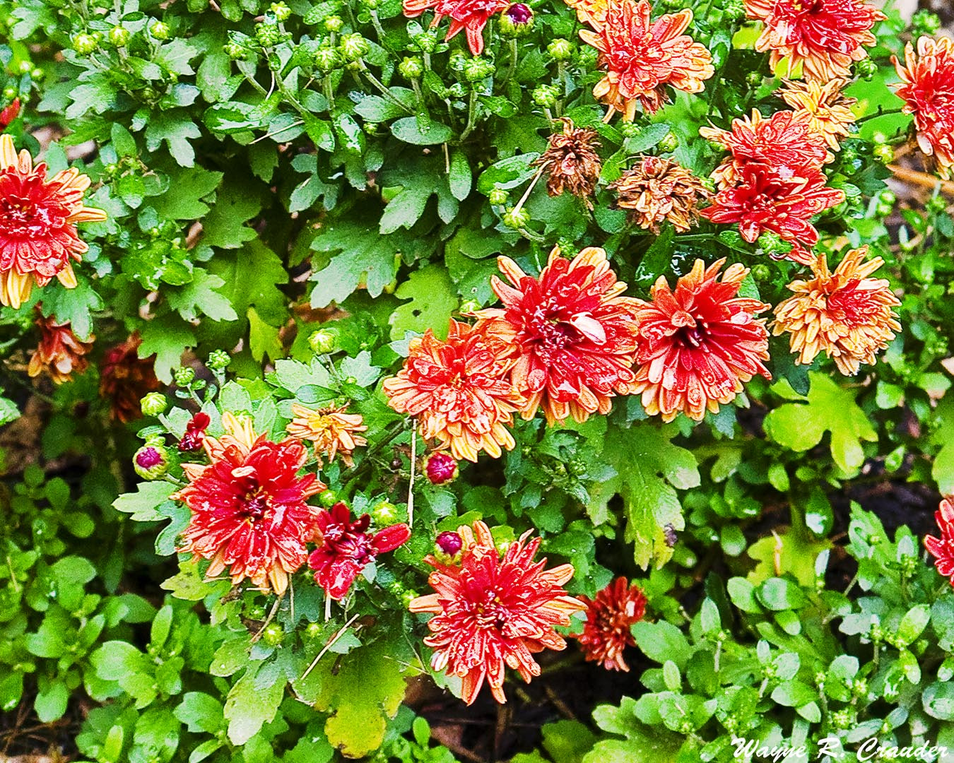 Panasonic Lumix DMC-GF5 sample photo. Western kentucky botanical garden photography