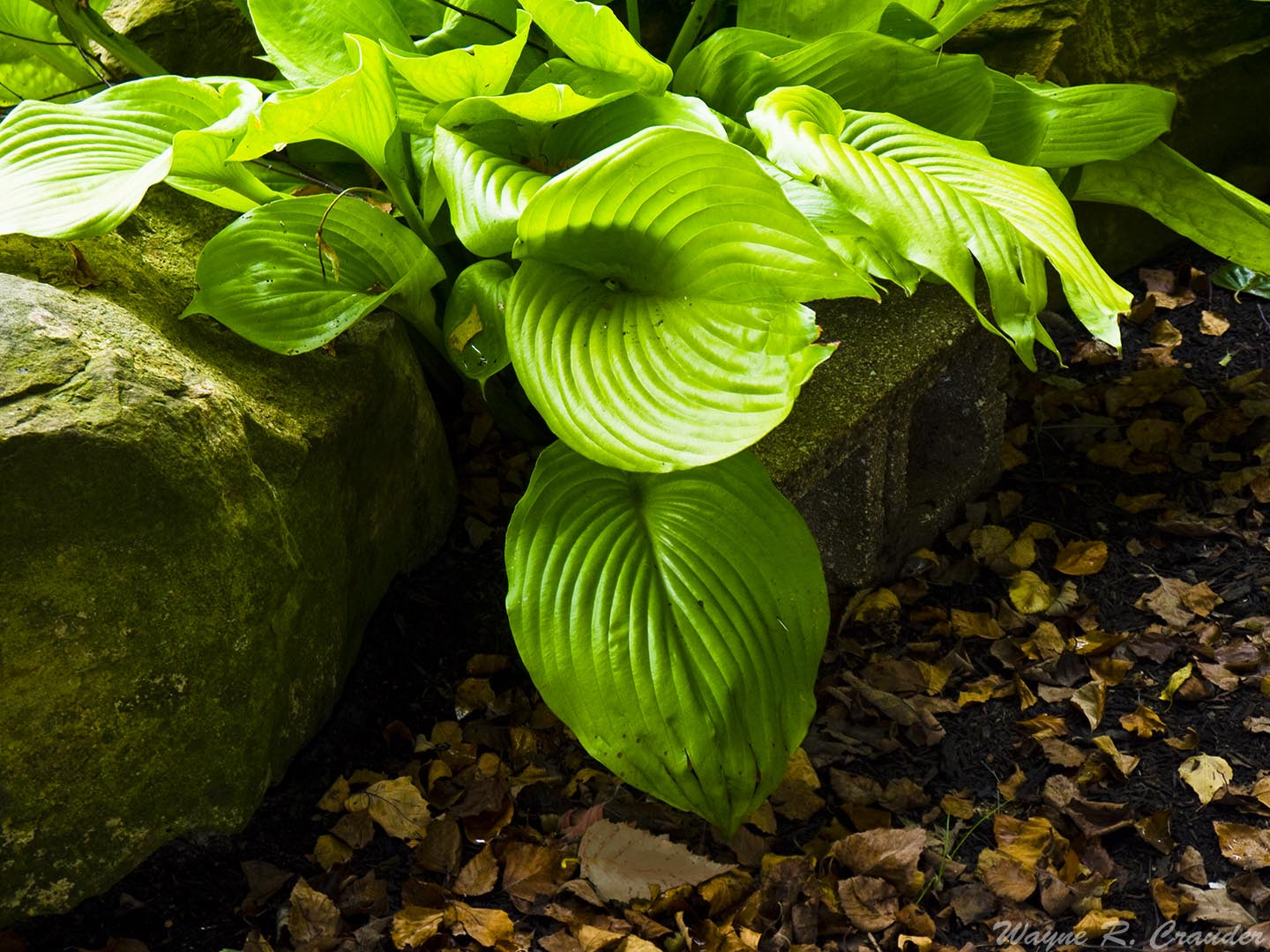 Panasonic Lumix DMC-GF5 sample photo. Western kentucky botanical garden photography