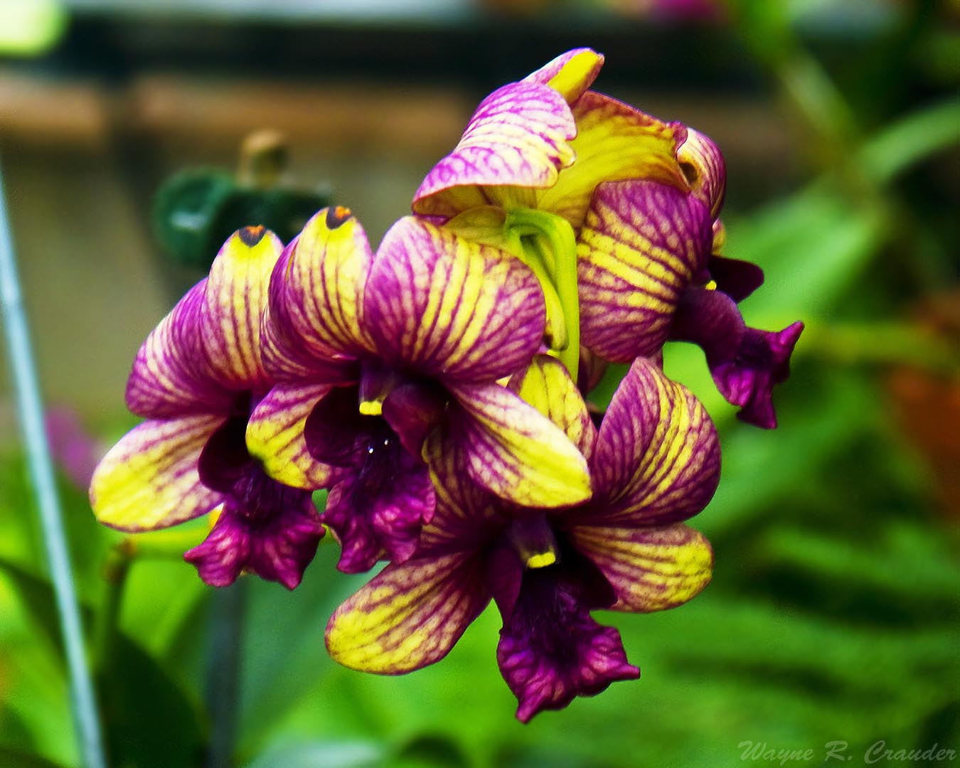 Panasonic Lumix DMC-GF5 sample photo. Western kentucky botanical garden photography