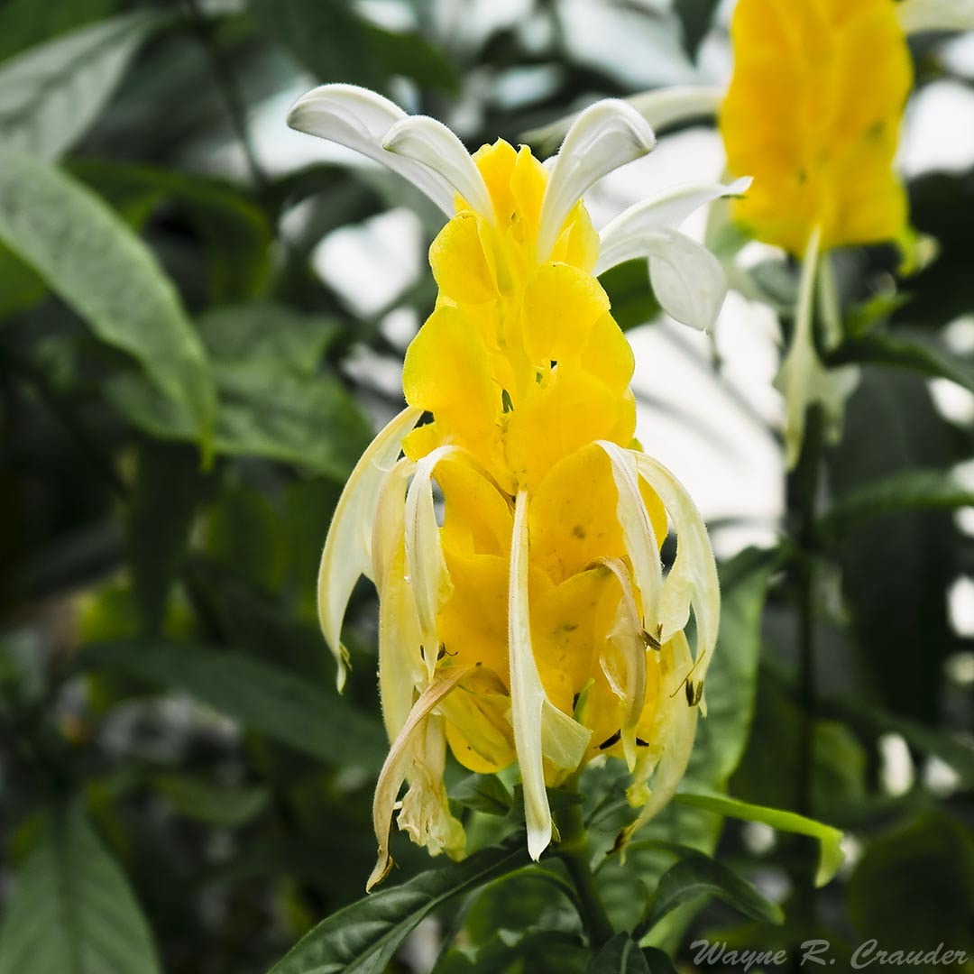 Panasonic Lumix DMC-GF5 sample photo. Western kentucky botanical garden photography