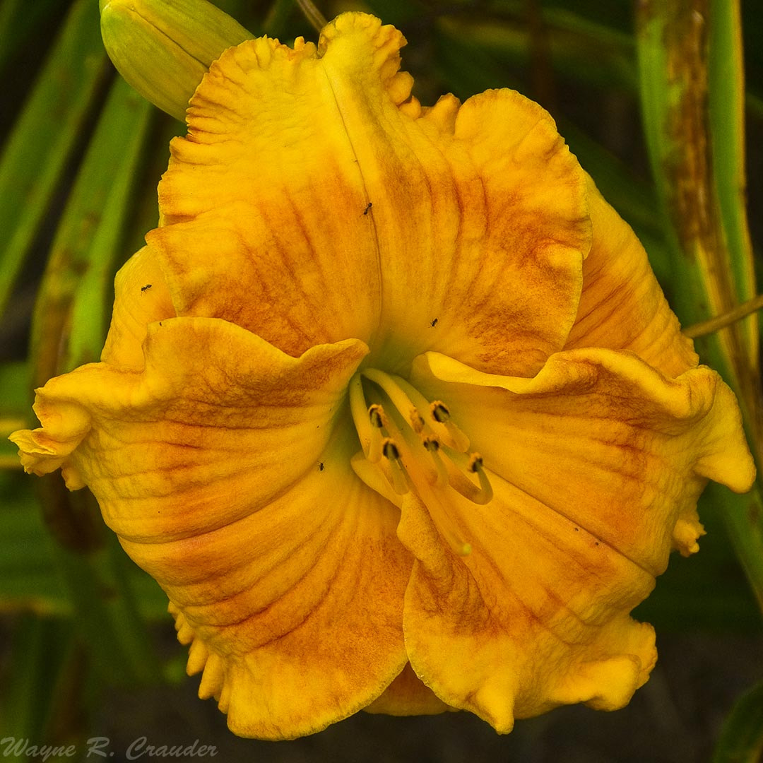 Panasonic Lumix DMC-GF5 sample photo. Western kentucky botanical garden photography